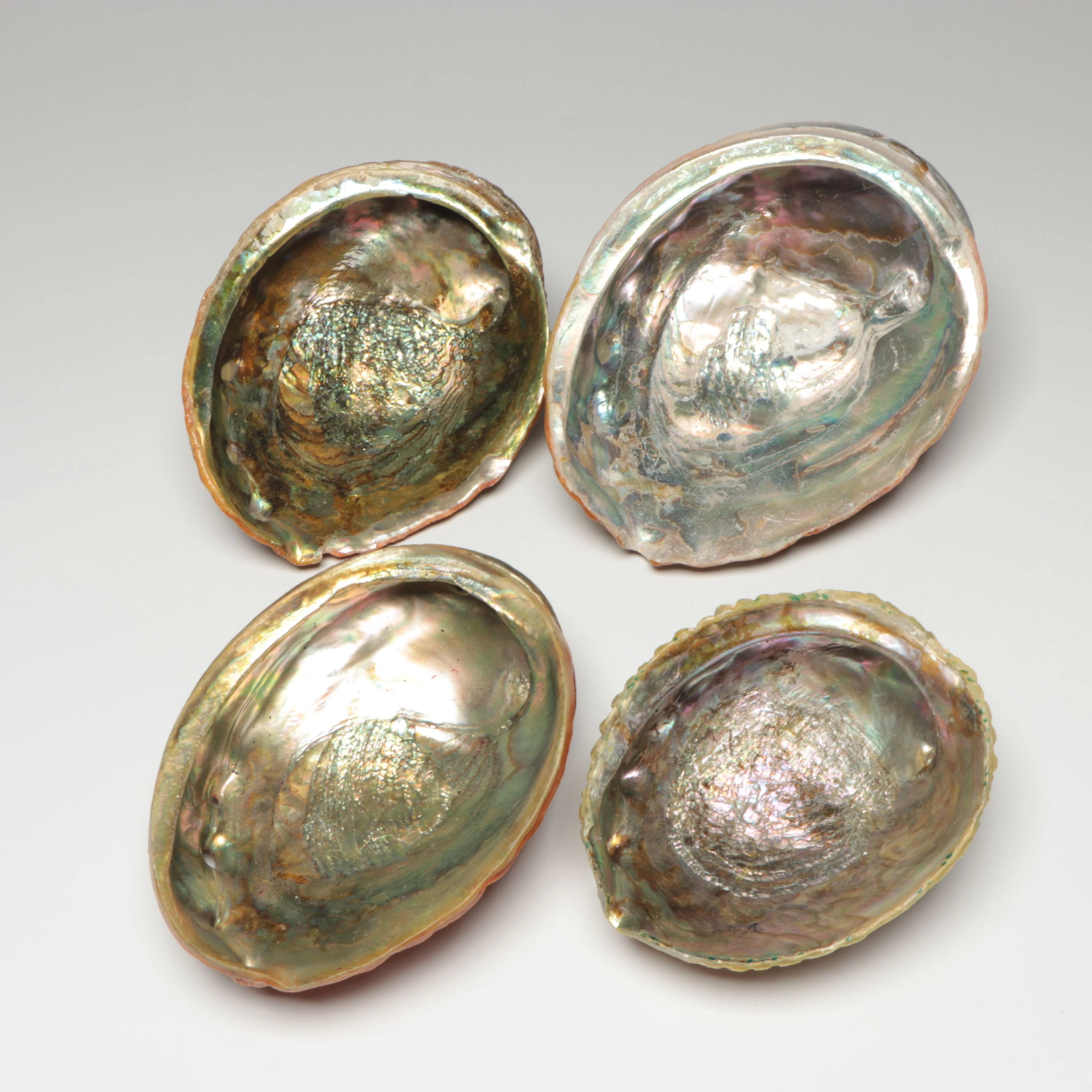 Abalone Shells, Group of Four