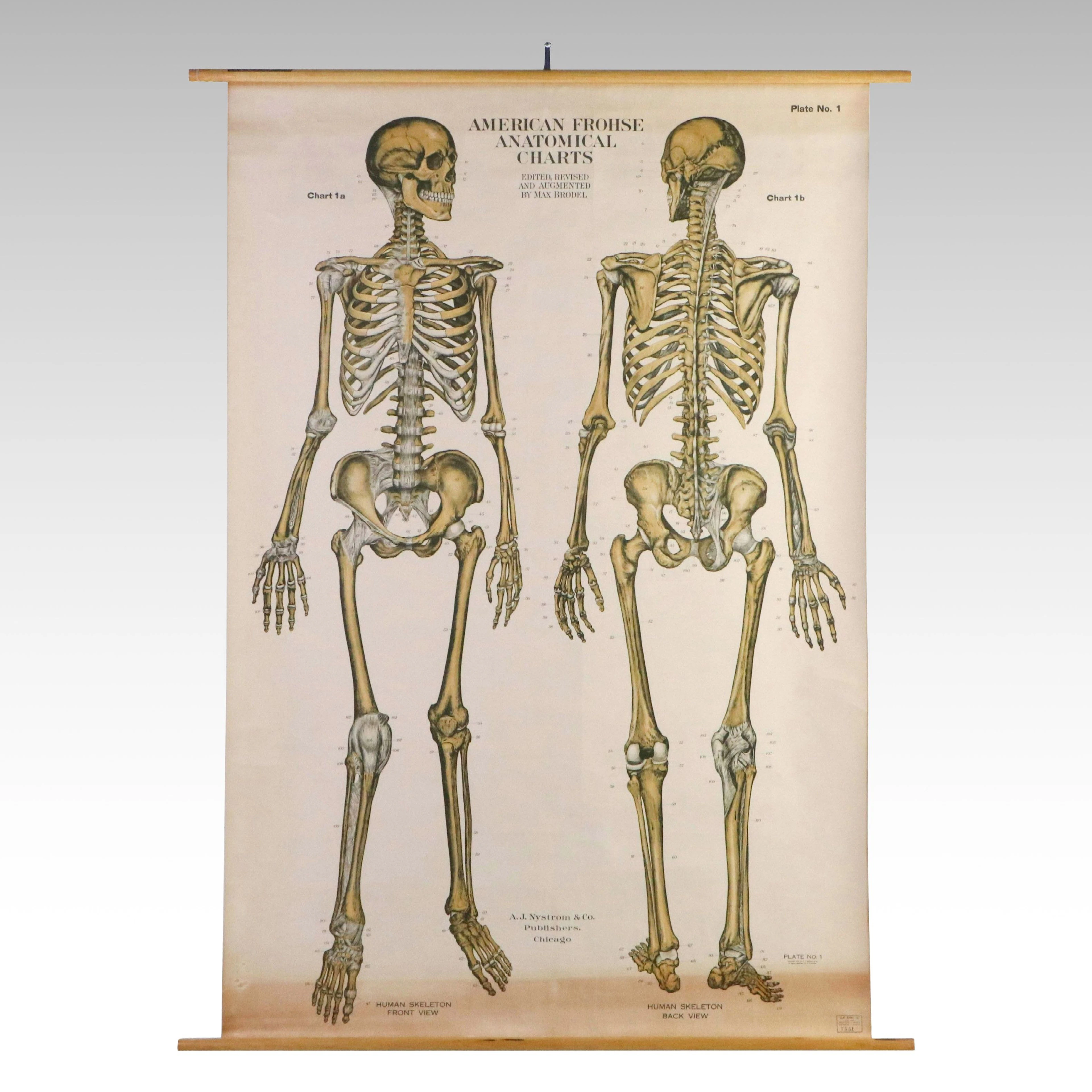 American Frohse Anatomical Chart "Human Skeleton," Plate No. 1, 20th Century