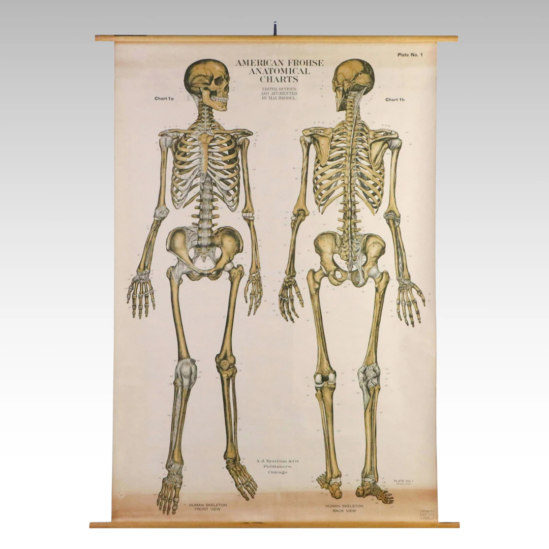 American Frohse Anatomical Chart "Human Skeleton," Plate No. 1, 20th Century