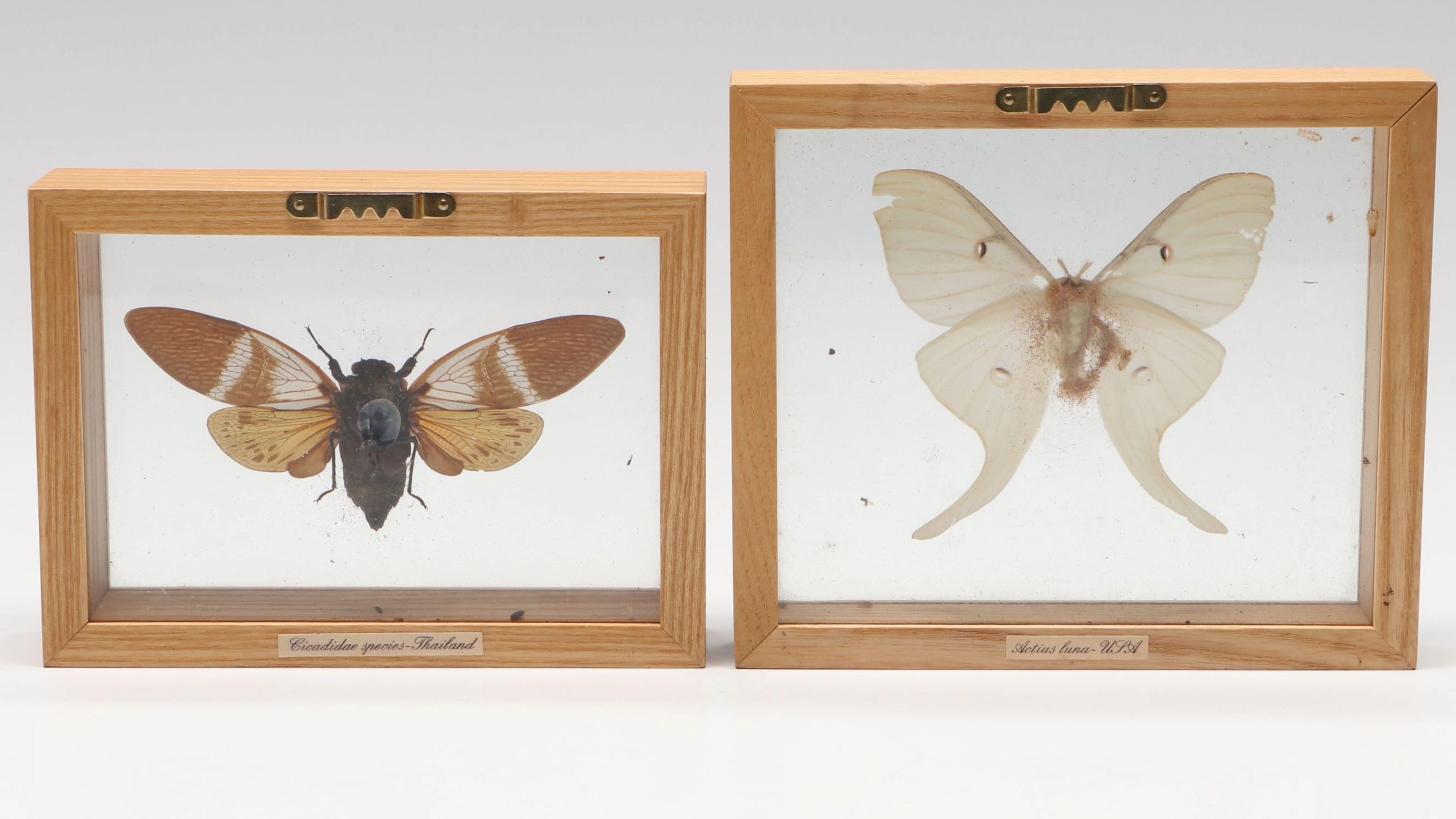 Luna Moth and Cicada Framed Taxidermy Specimens