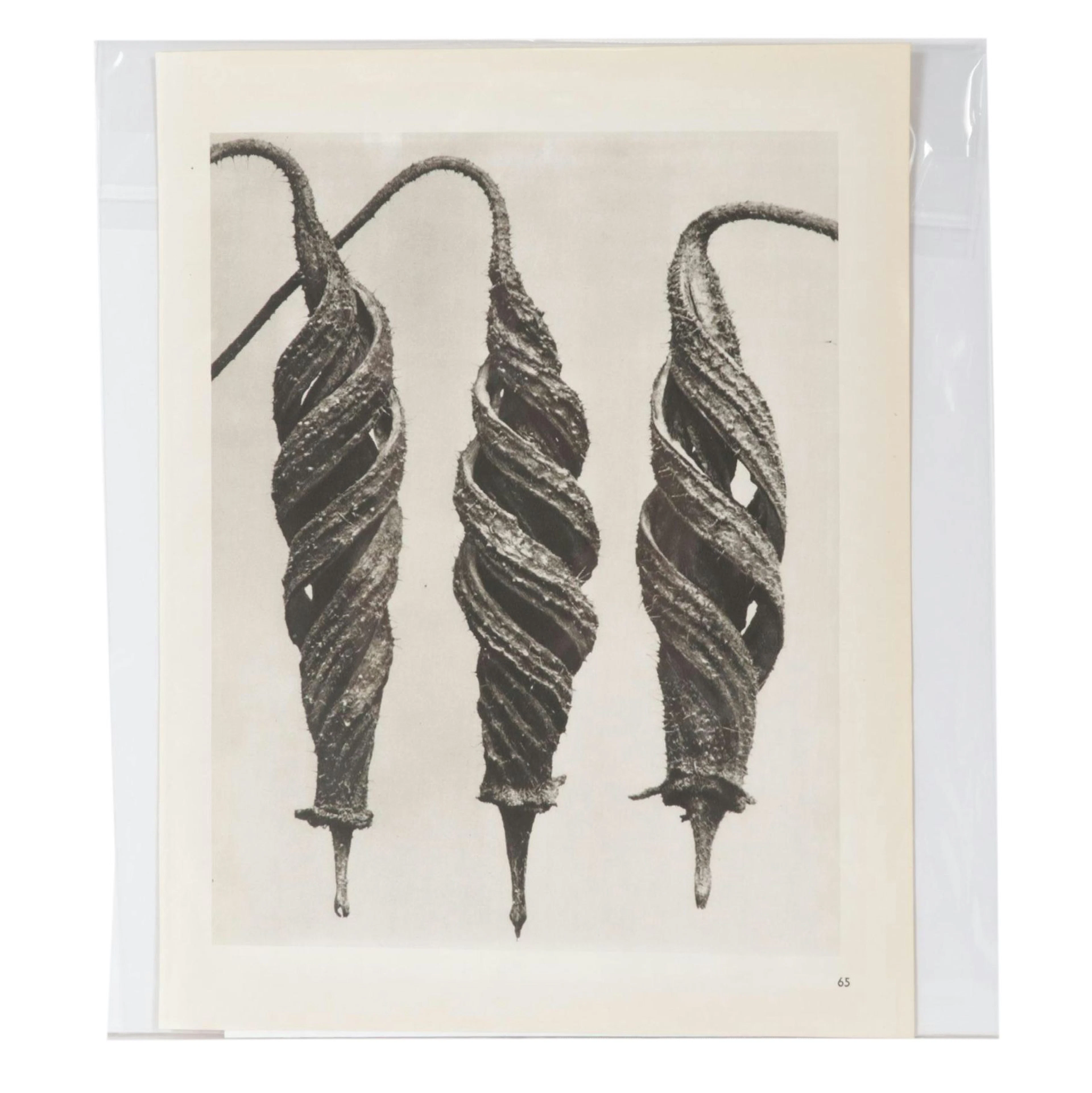 Botanical Photogravure After Karl Blossfeldt From "Wunder in der Nature," 1942