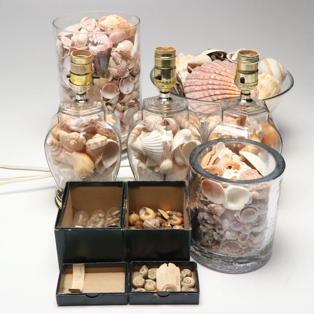 Seashell Filled Glass Table Lamps, Vases and More Shell Specimens