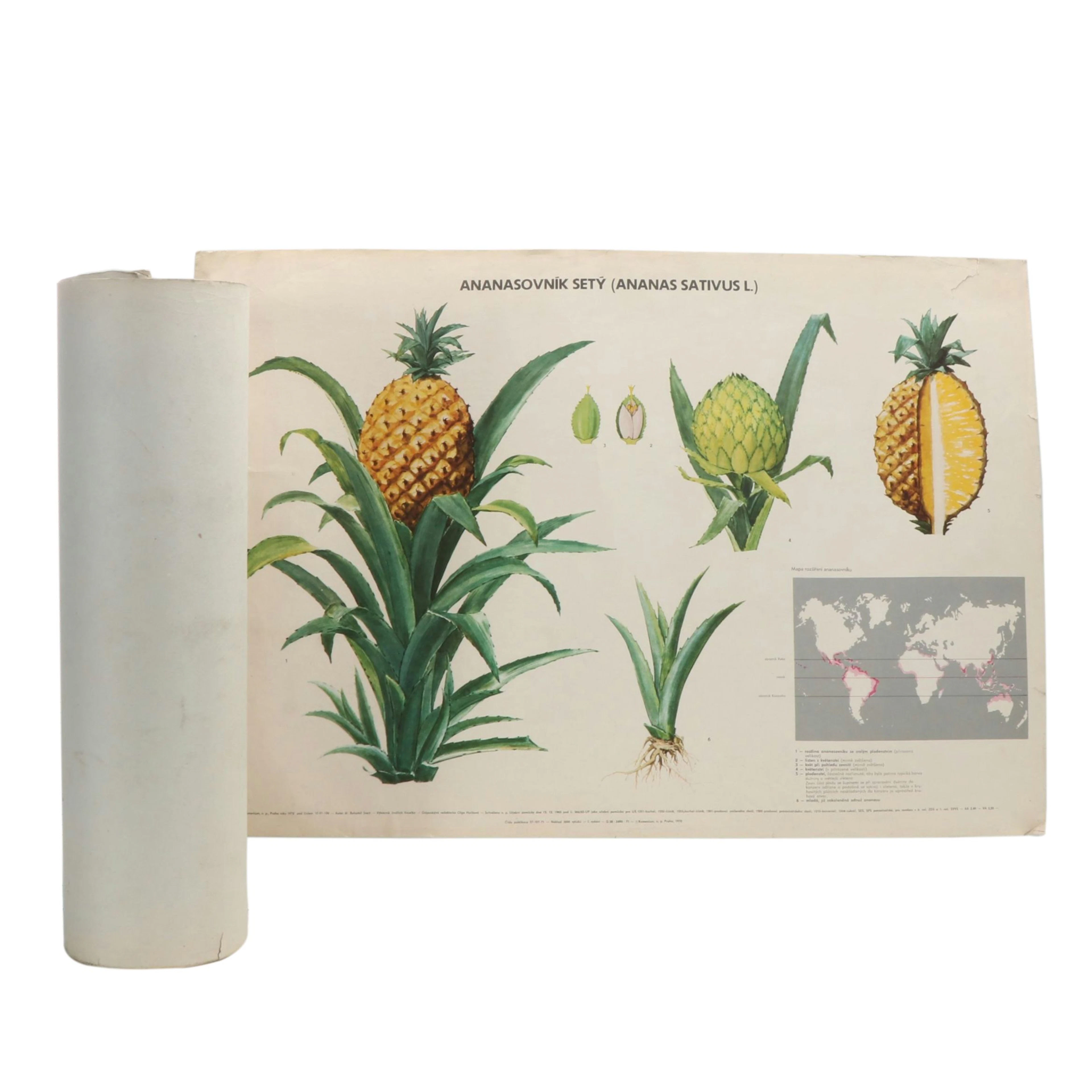 Czech Komenium Educational Offset Lithograph Botanical Posters, 1972