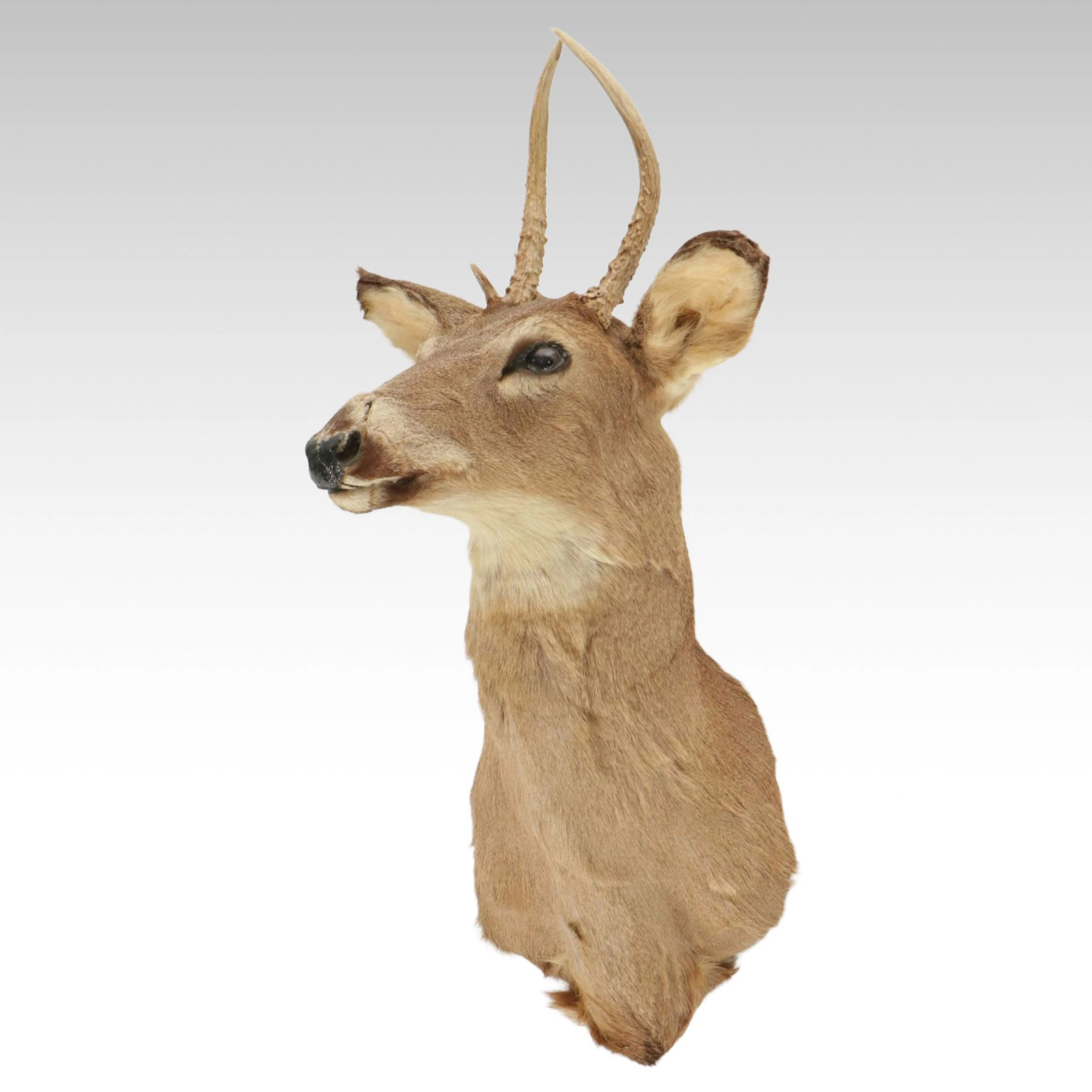 Taxidermy Deer Wall Shoulder Mount