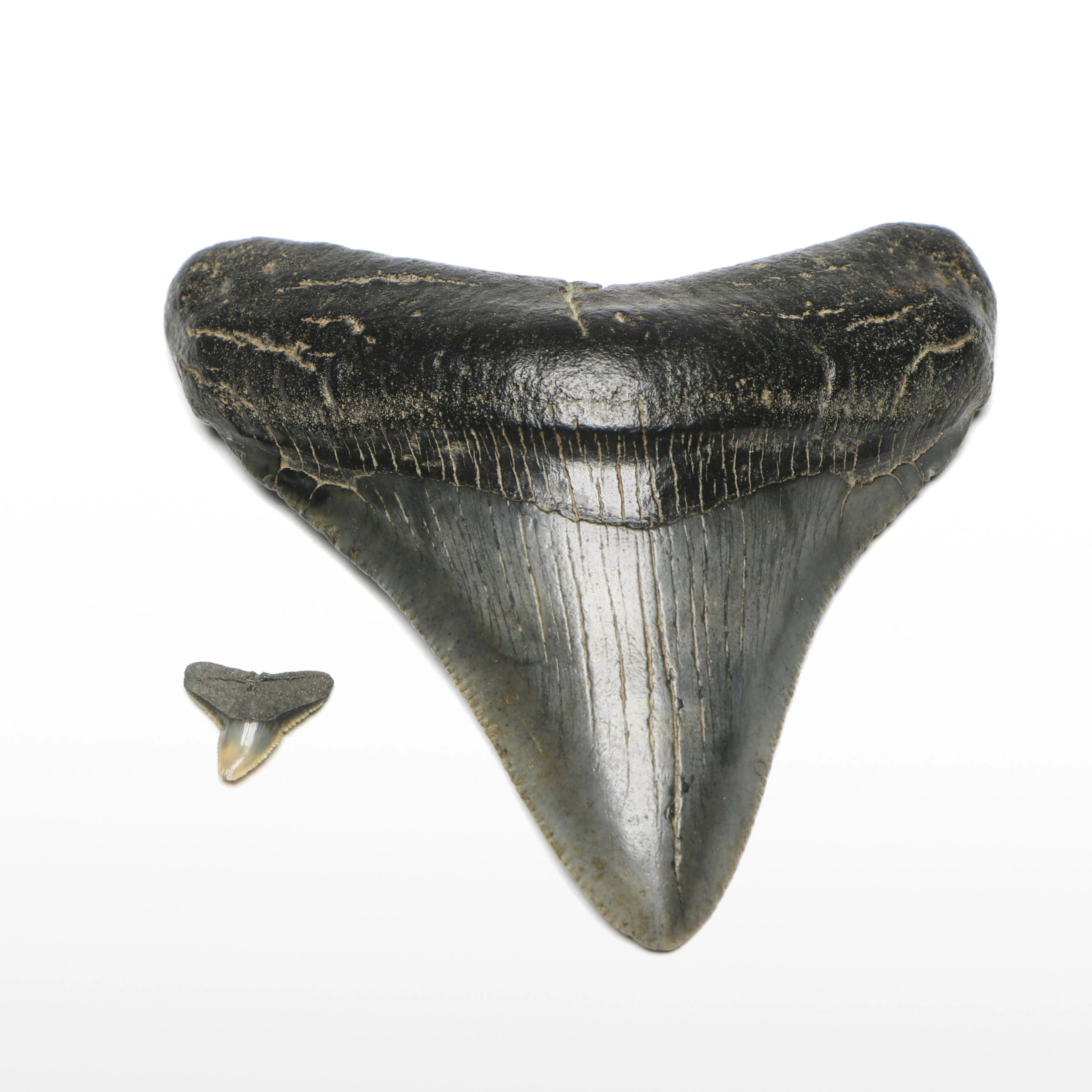 Megalodon Fossil Tooth with Shark Tooth