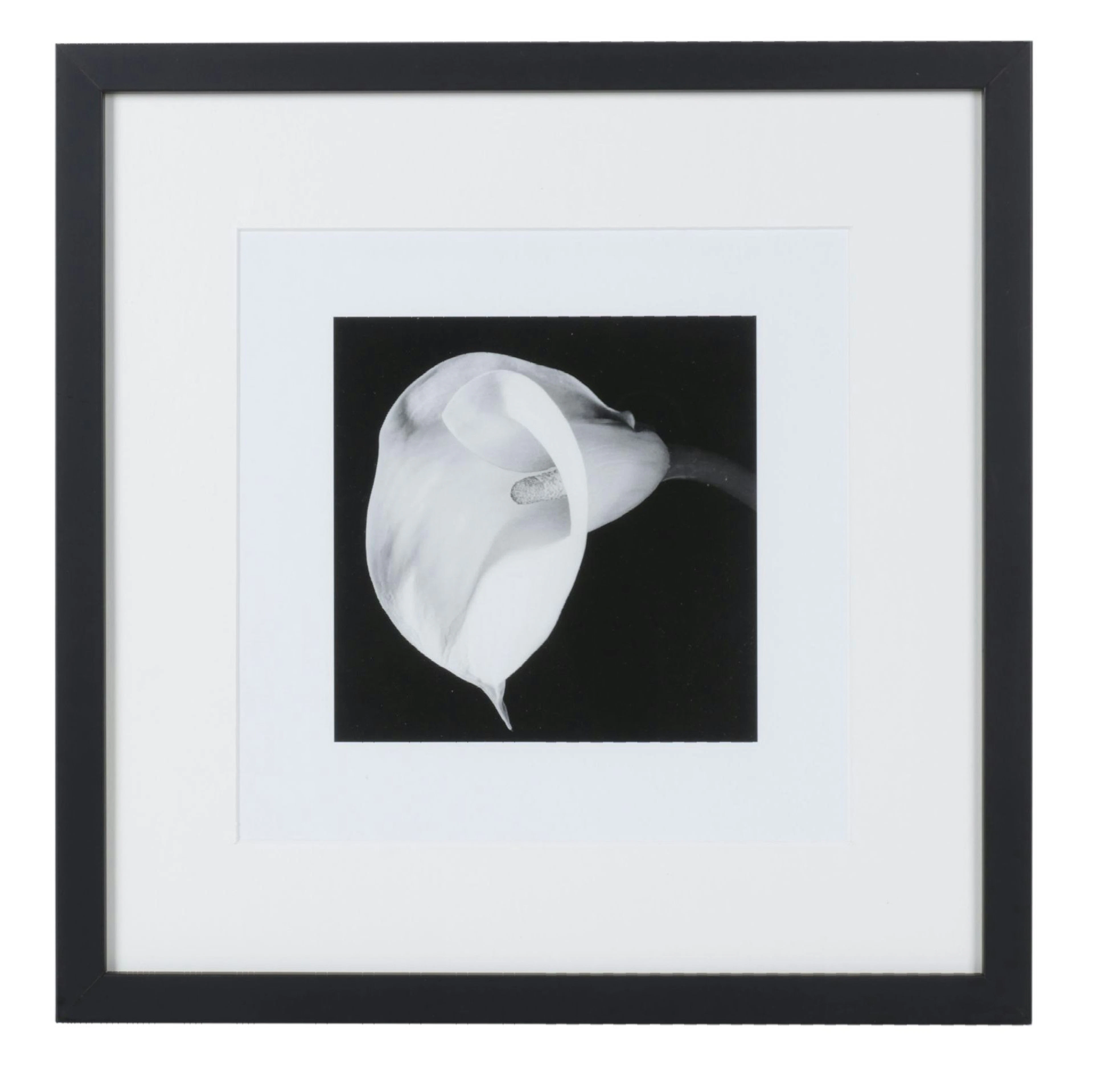 Offset Lithograph After Robert Mapplethorpe "Calla Lily" From "Flora" 2016
