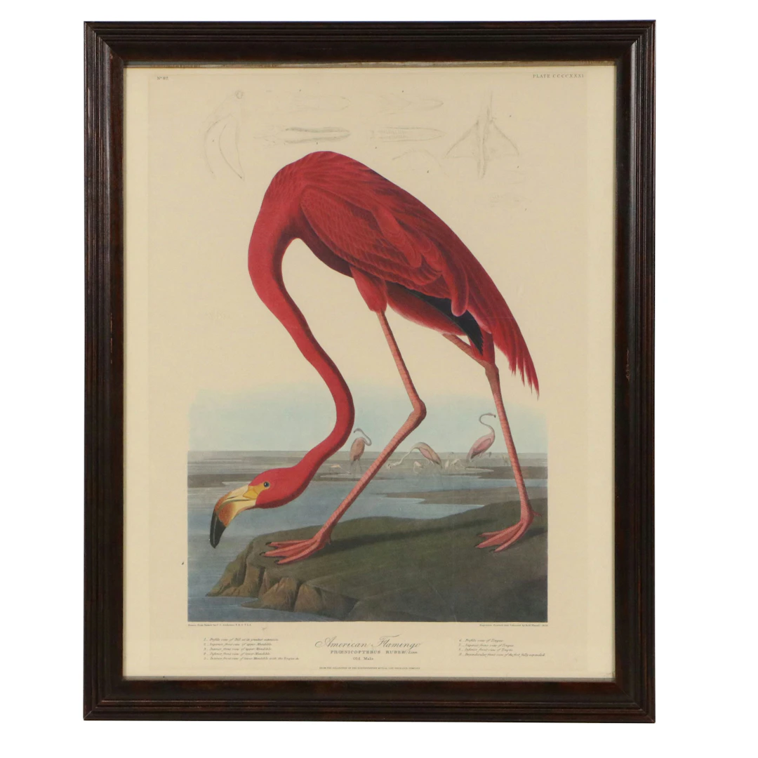 After John Audubon Offset Lithograph "American Flamingo"