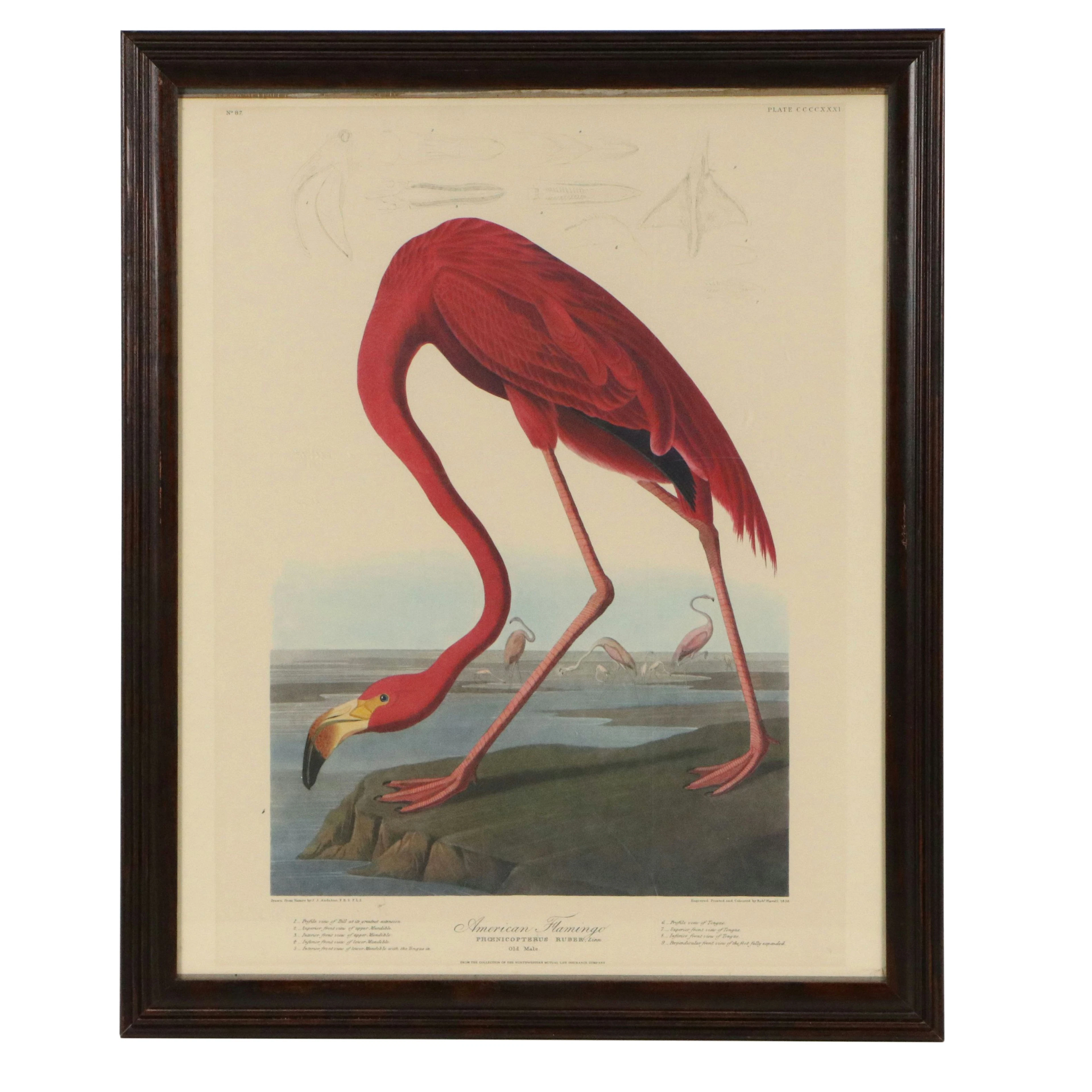 After John Audubon Offset Lithograph "American Flamingo"