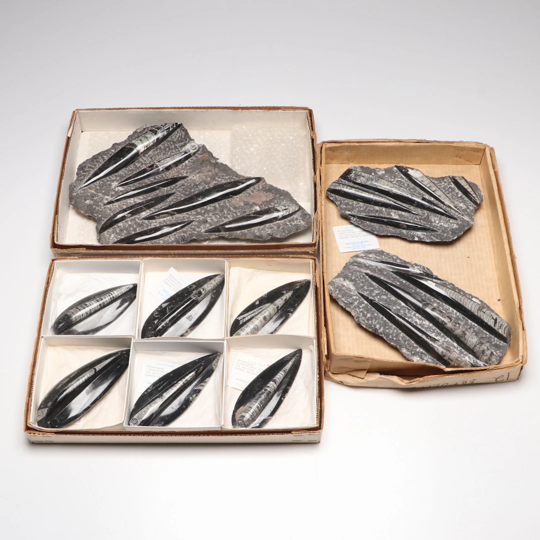 Orthoconic Cephalopod Specimen Carved and Polished Slabs