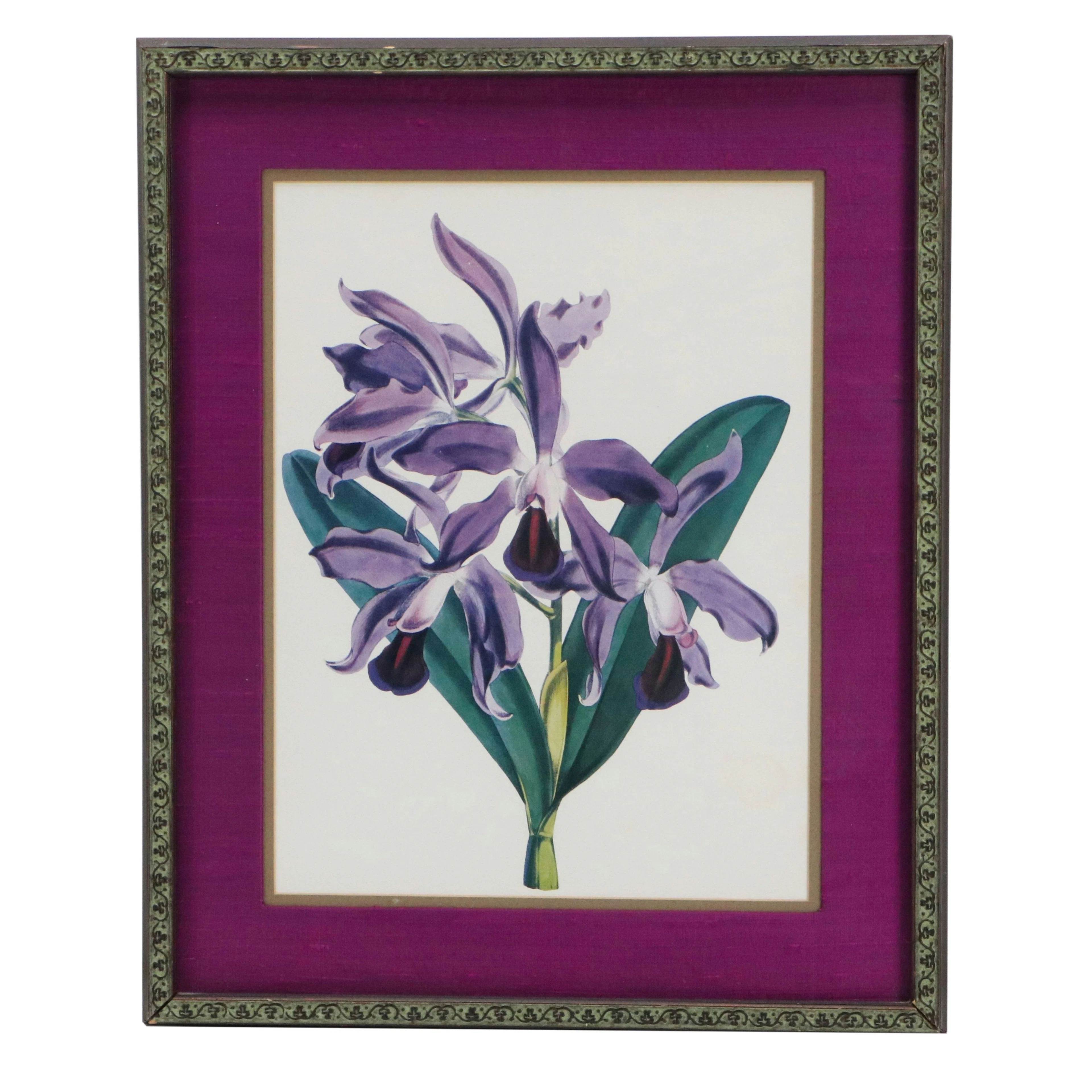 Botanical Offset Lithograph After Walter Hood Fitch "Laelia Turneri"