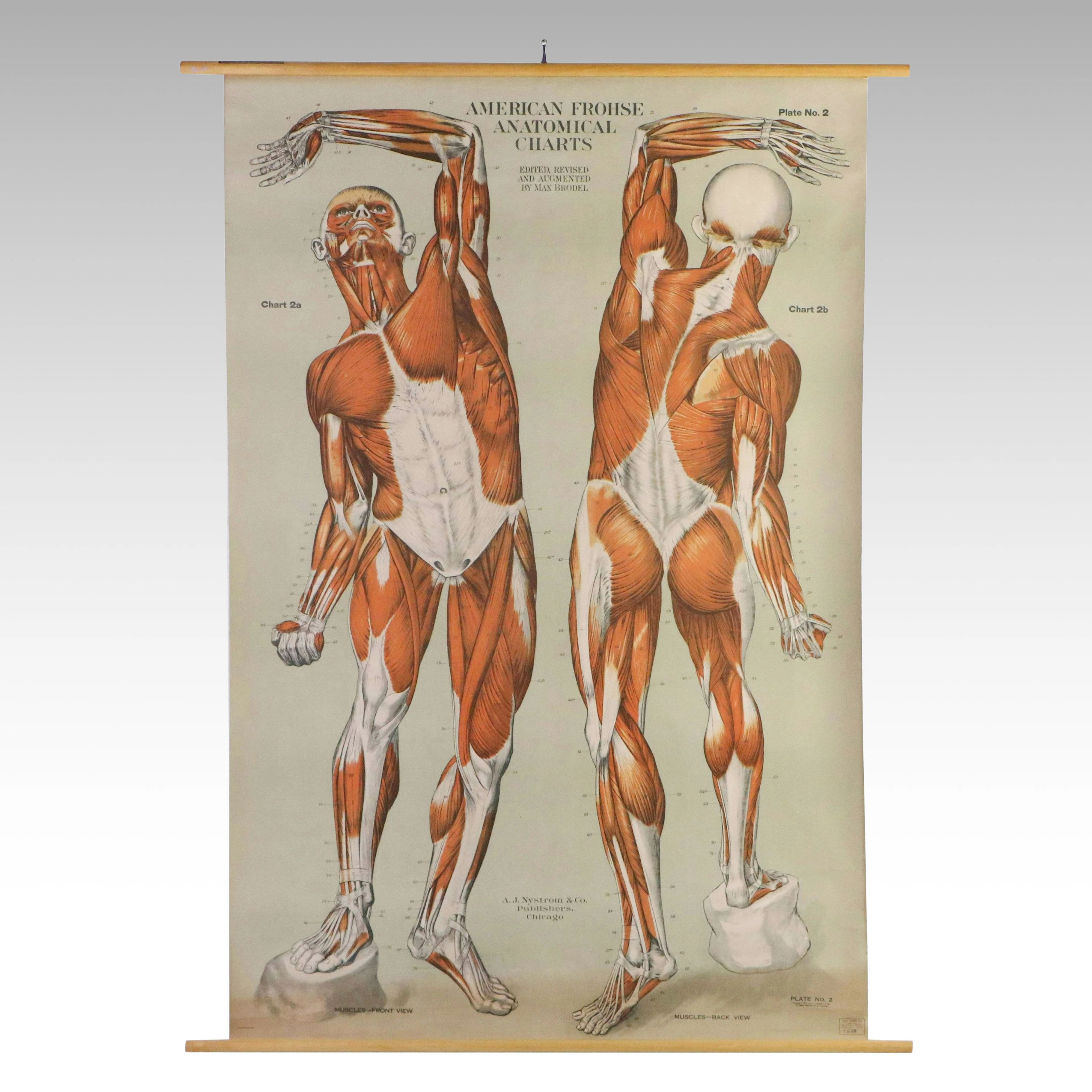 American Frohse Anatomical Chart "Muscles," Plate No. 2, 1918