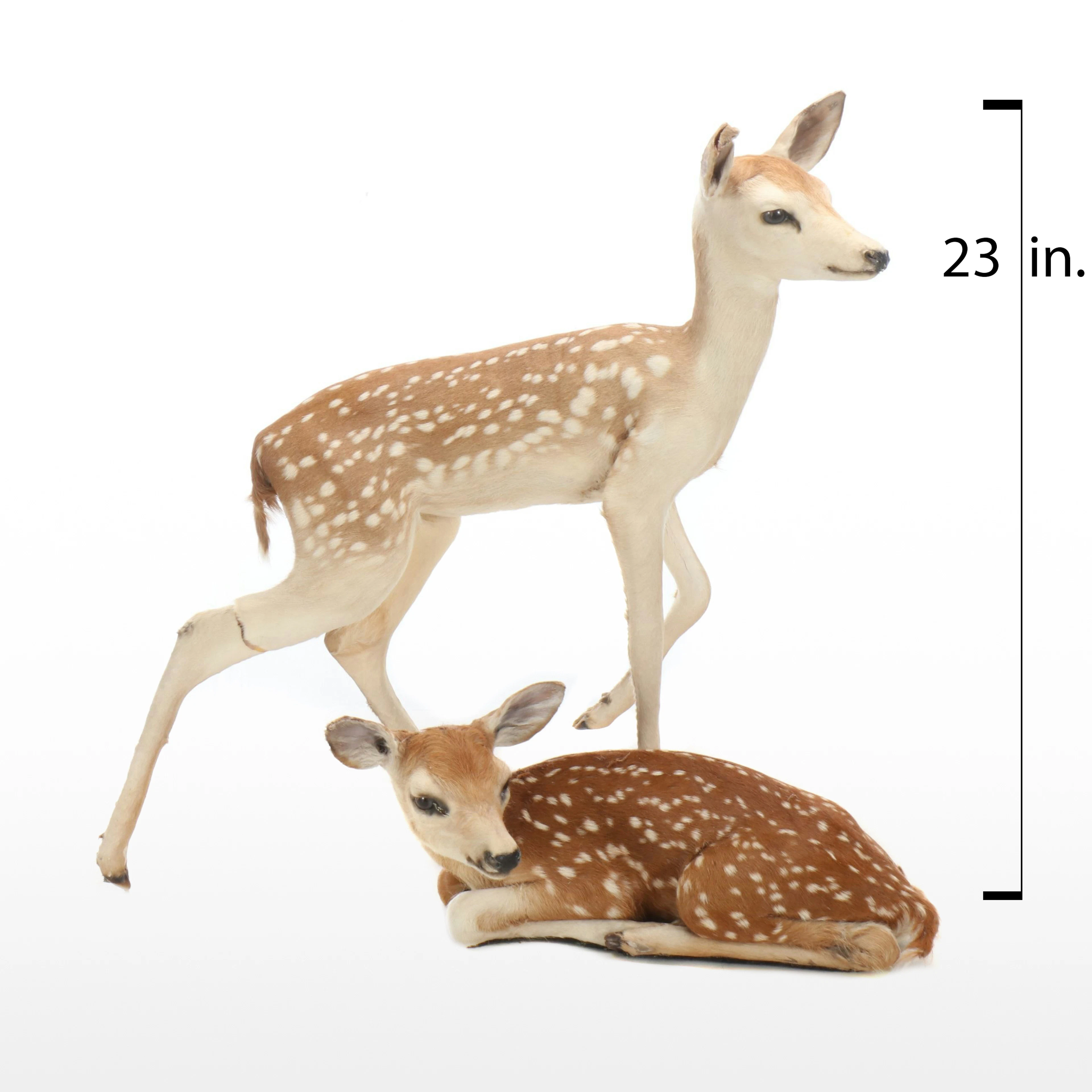 Taxidermy Deer Fawns