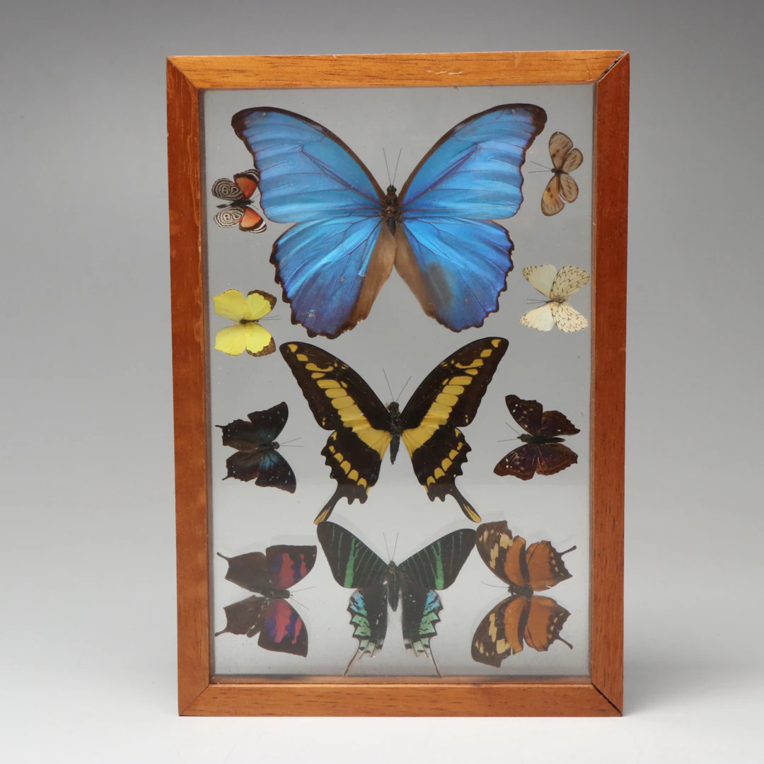 Giant Blue Morpho, Cramer's Eighty-Eight, Agathina Emperor, Others