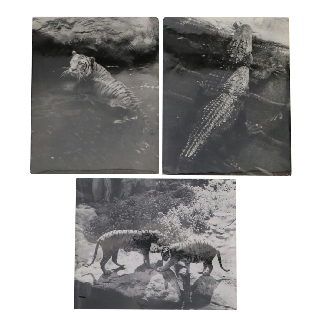 Bernard G. Silberstein Animal Portrait Silver Gelatin Photographs