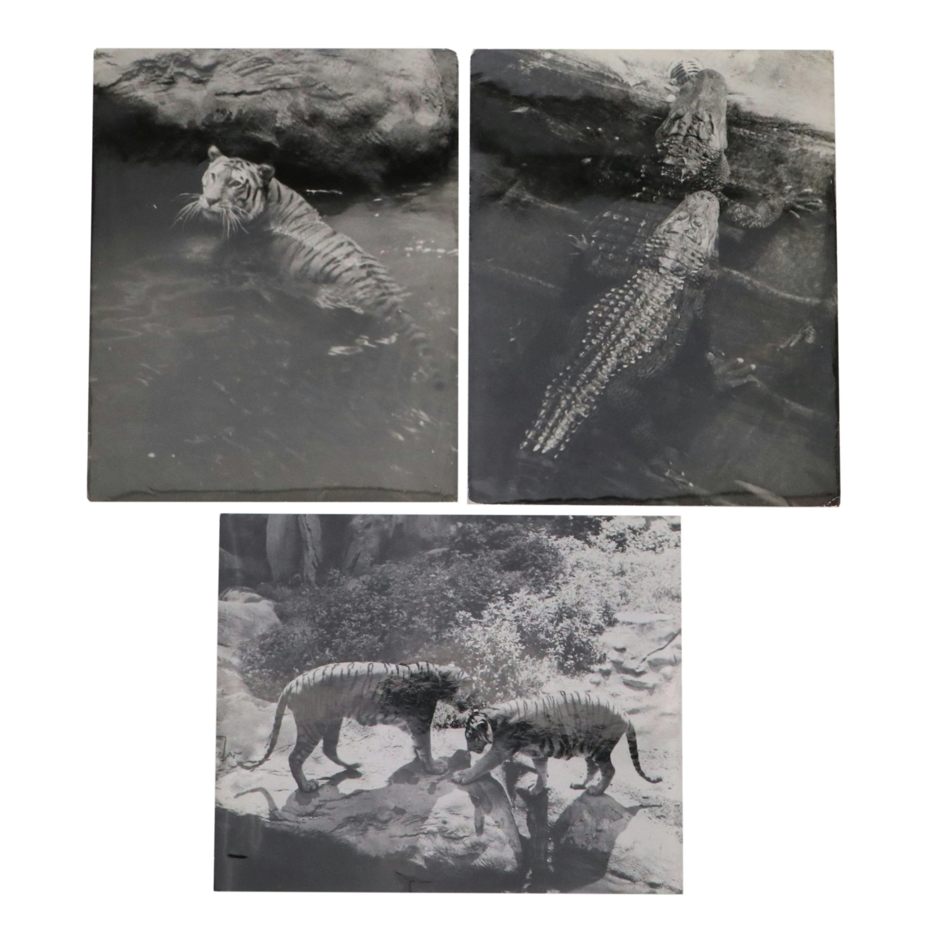 Bernard G. Silberstein Animal Portrait Silver Gelatin Photographs