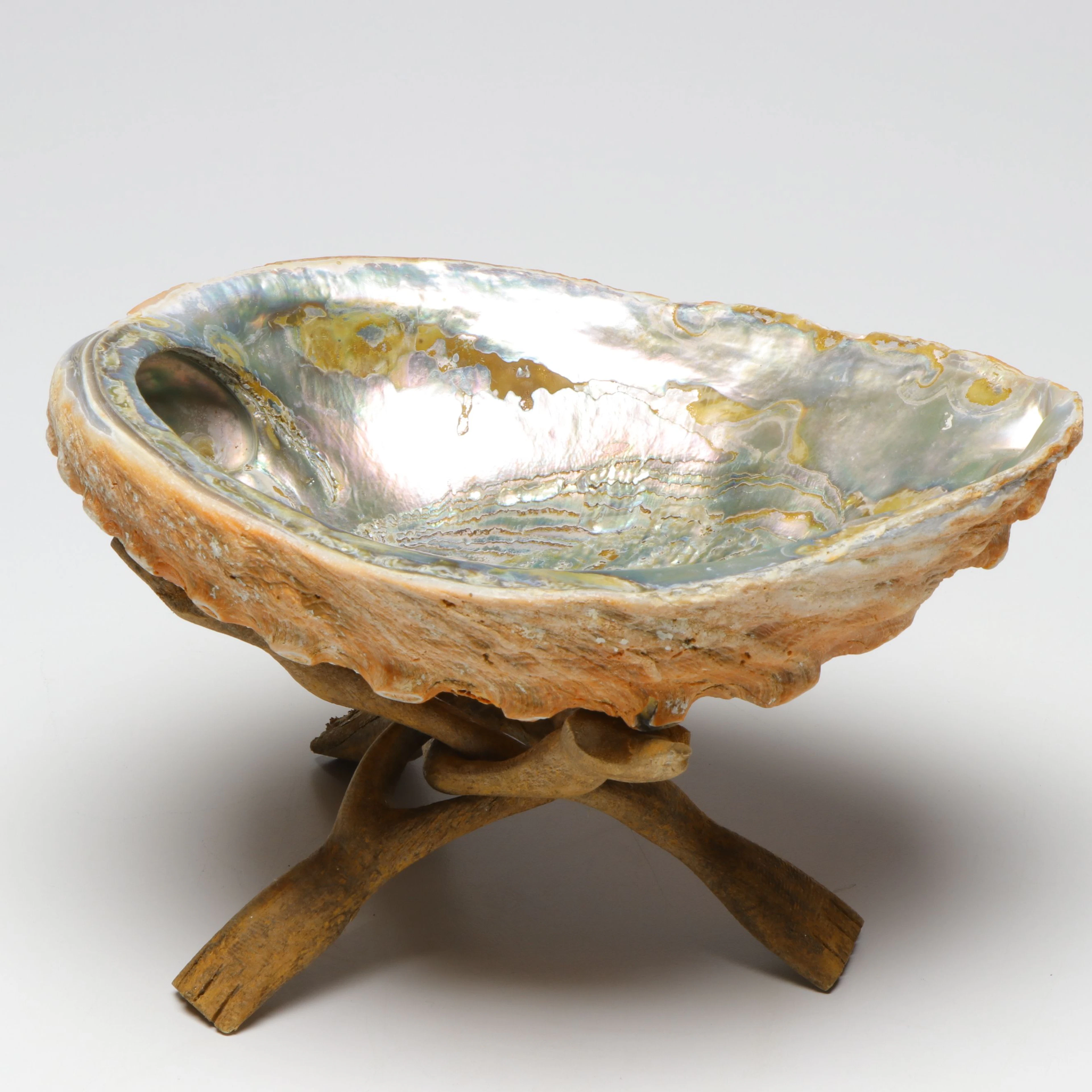 Natural Abalone Shell With Tripod Stand