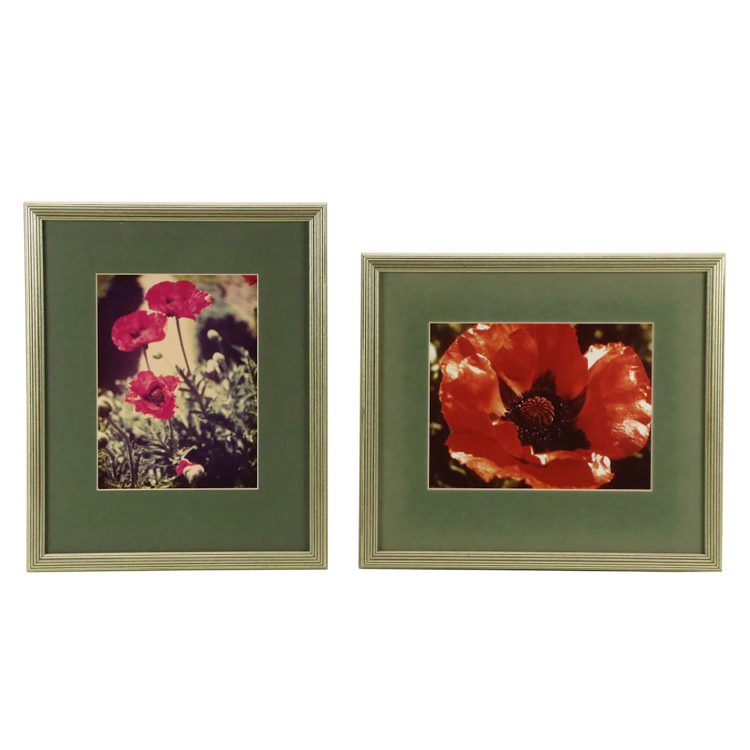 Still Life Photographs of Poppies