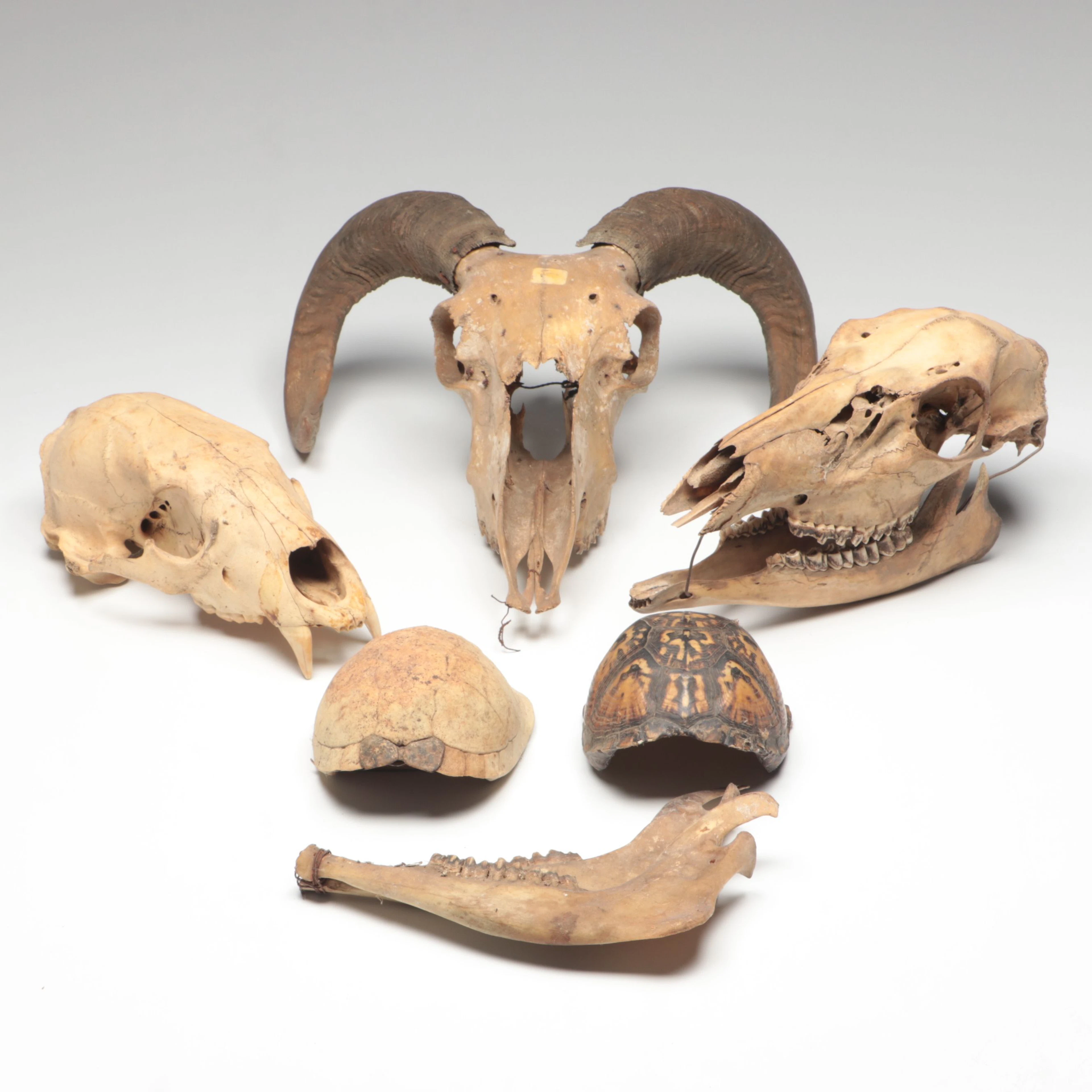 Bighorn Ram and Horse Skulls with Eastern Box Turtle Shell, More