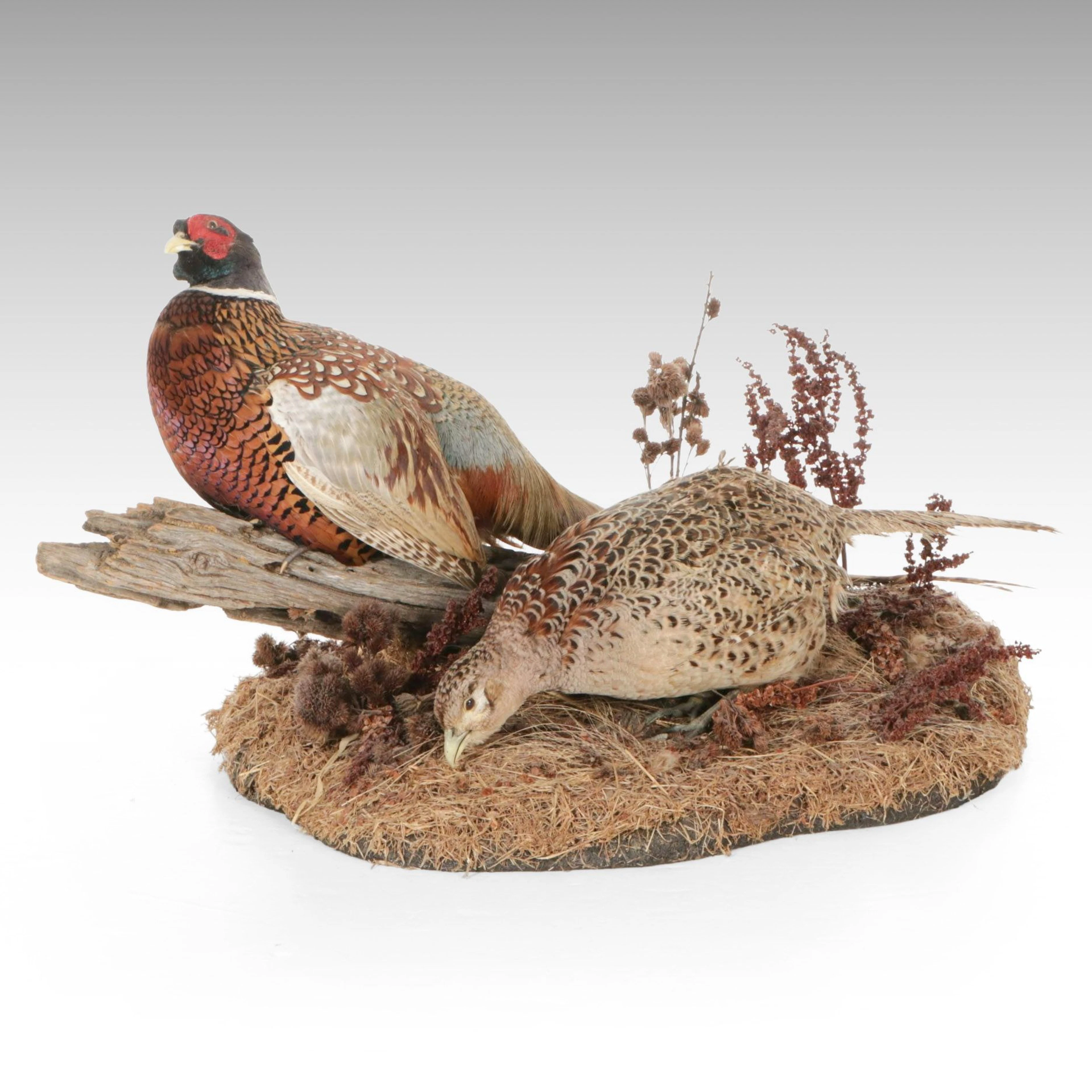 Male & Female Ring-Necked Pheasants Taxidermy Mount on Natural Habitat Base