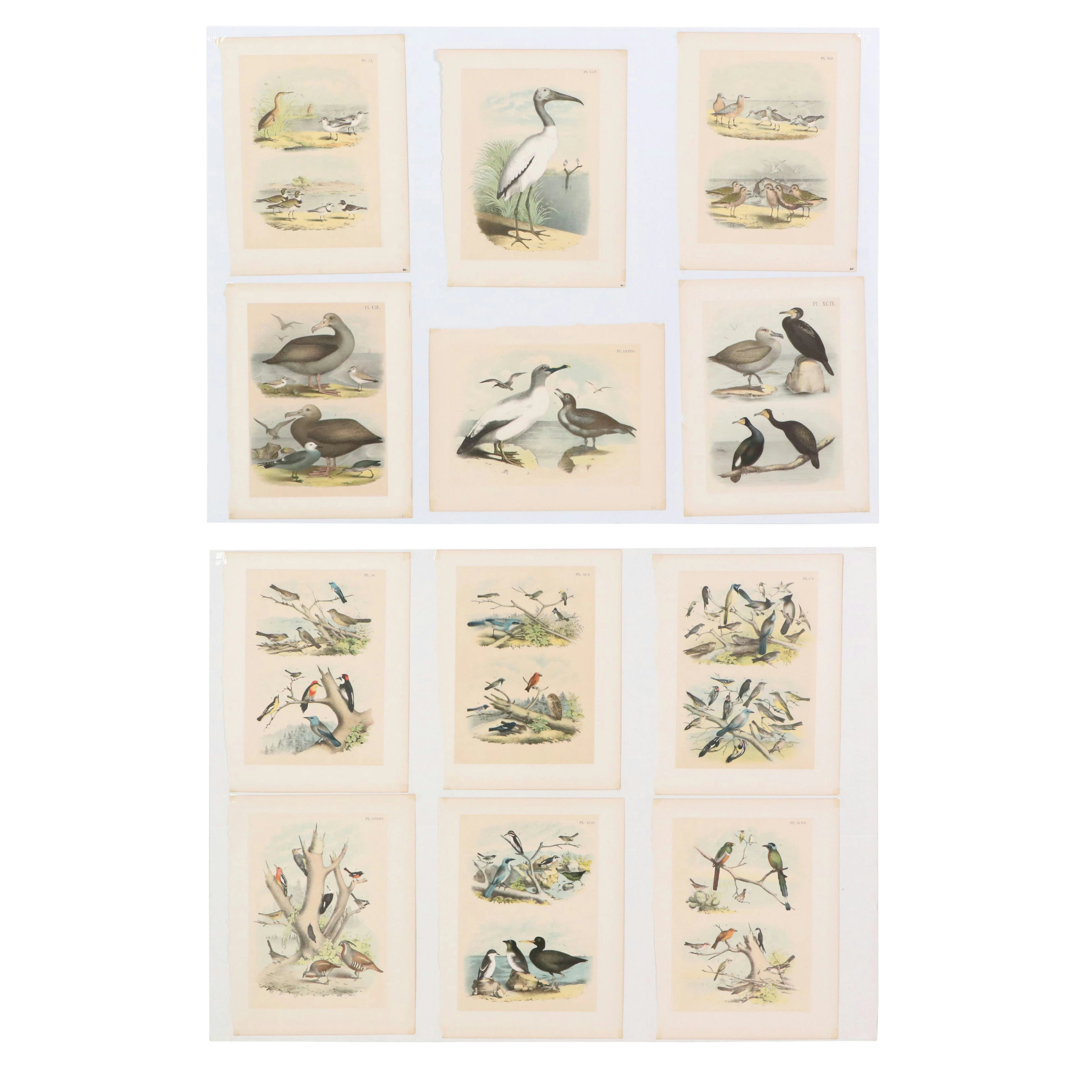 Jacob Studer Ornithological Lithographs "The Birds of North America," c. 1881