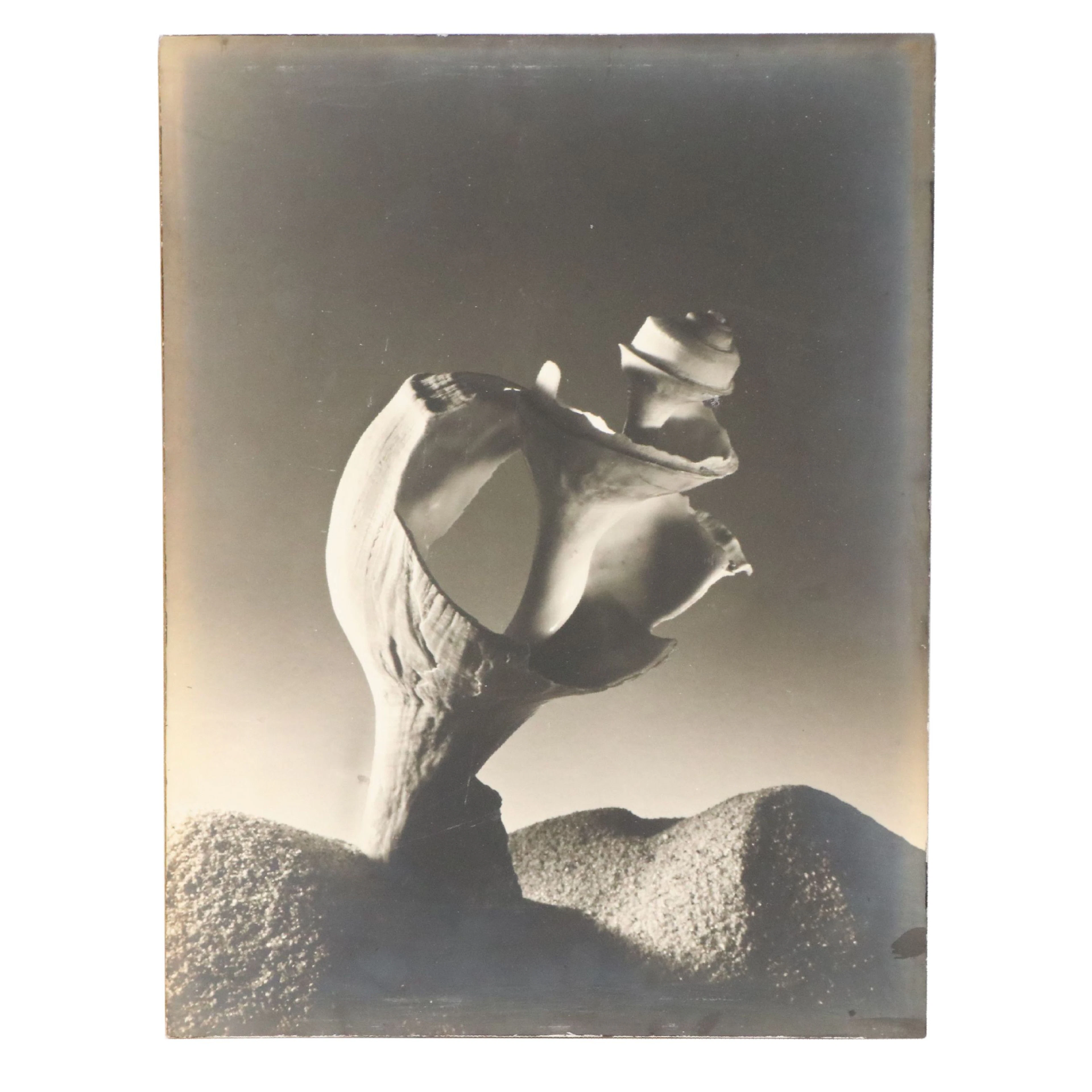 After Ruth Bernhard Still Life Silver Gelatin Photograph "Broken Shell"