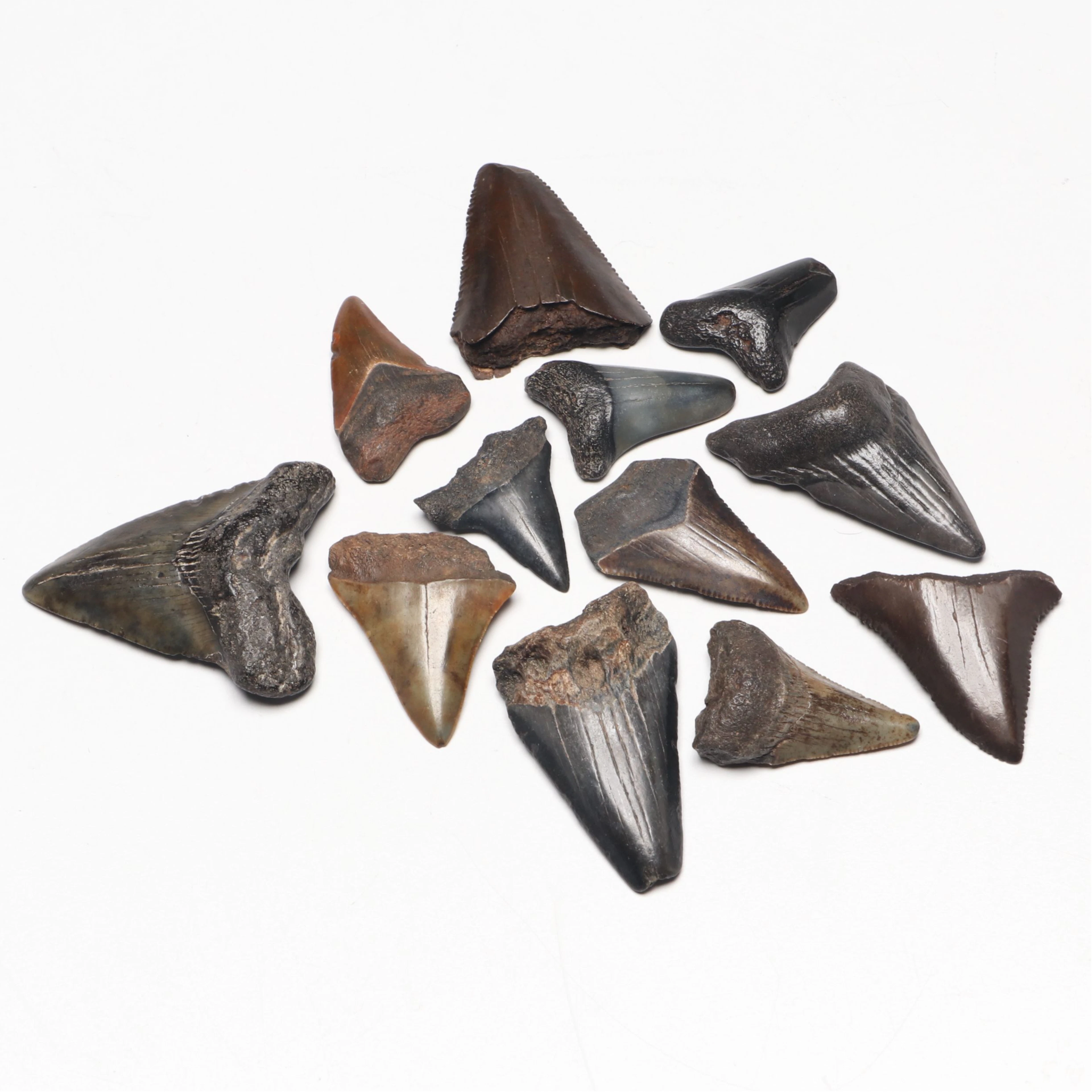 Fossil Shark Teeth