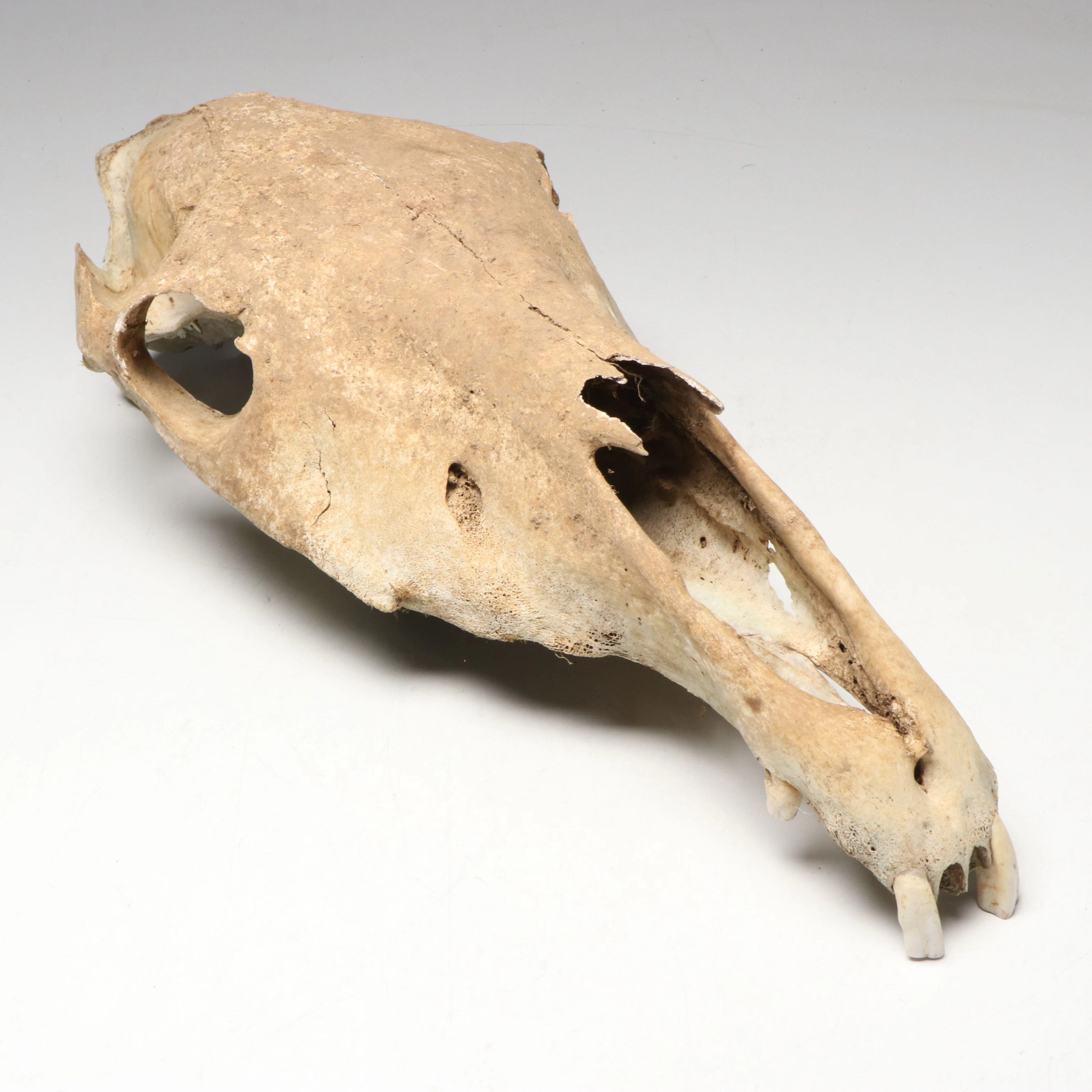 Domestic Horse Maxilla and Skull Specimen
