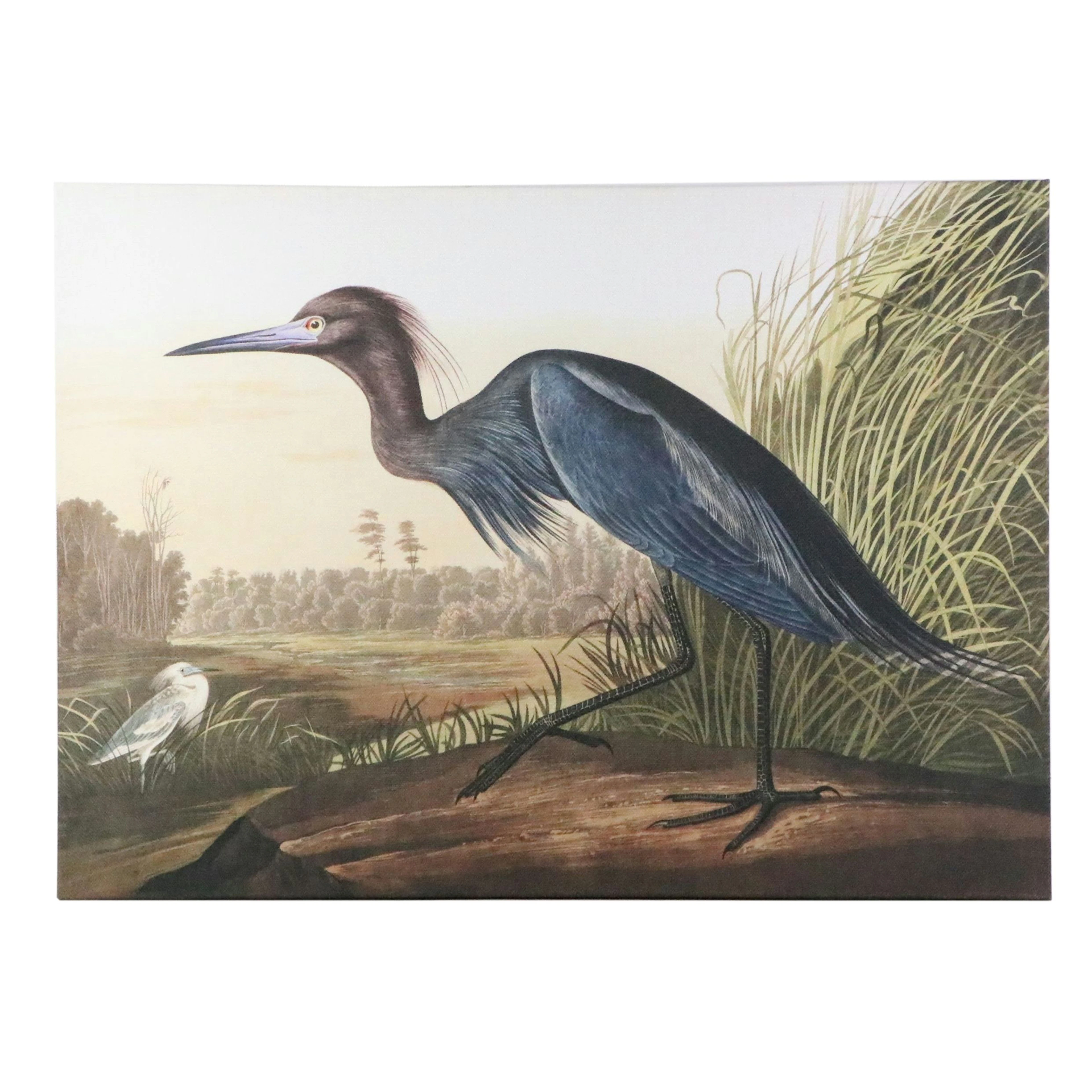 Splashworks Giclée After John Audubon "Blue Crane or Heron"
