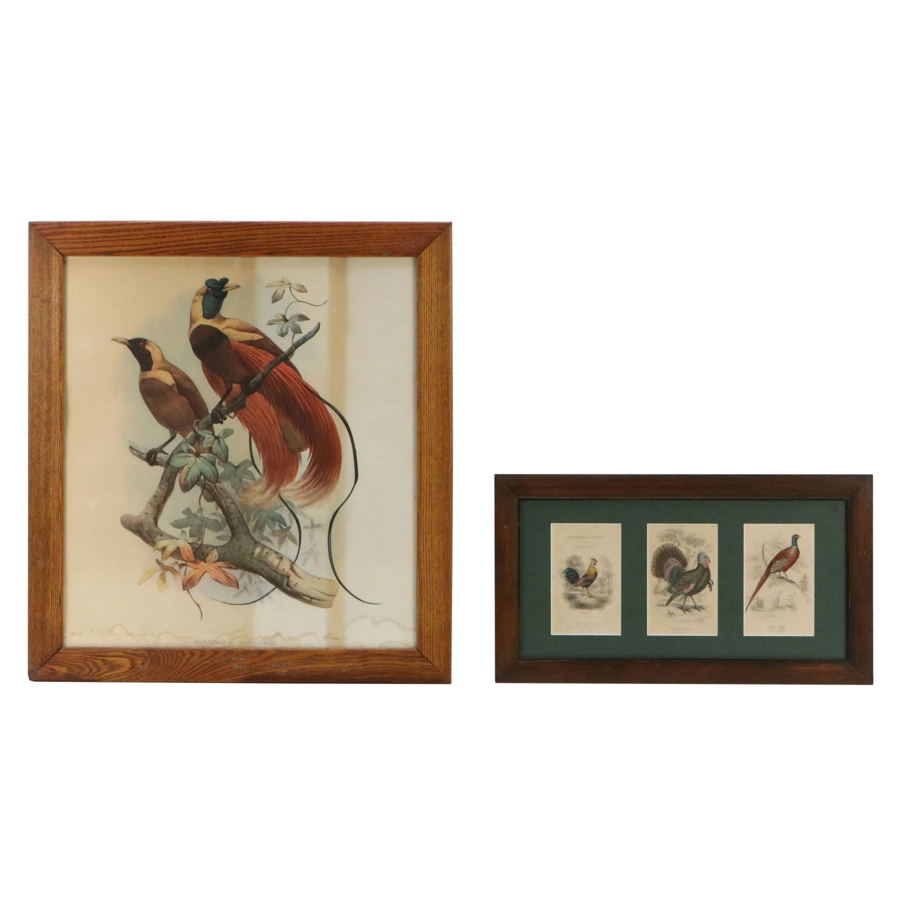 Ornithological Prints After Sir William Jardine and Daniel Giraud Elliot
