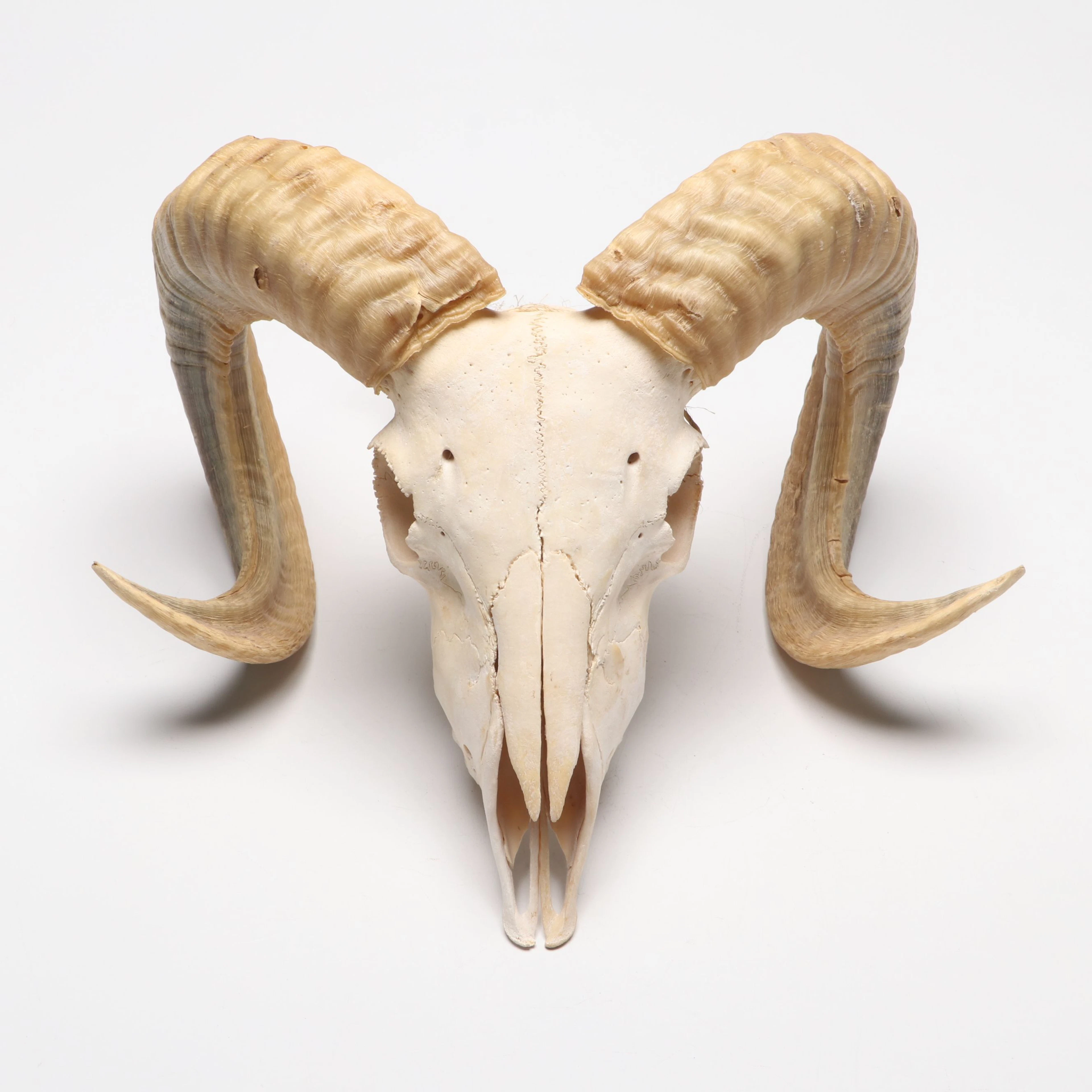 Taxidermy Merino Ram Skull and Horns