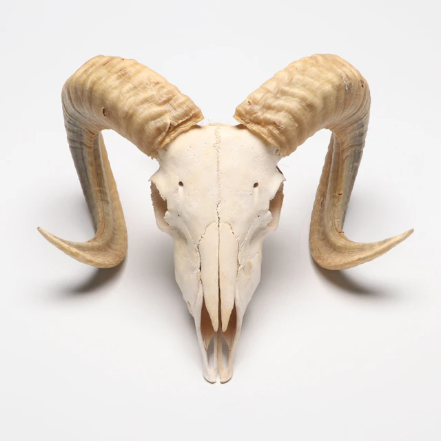 Taxidermy Merino Ram Skull and Horns