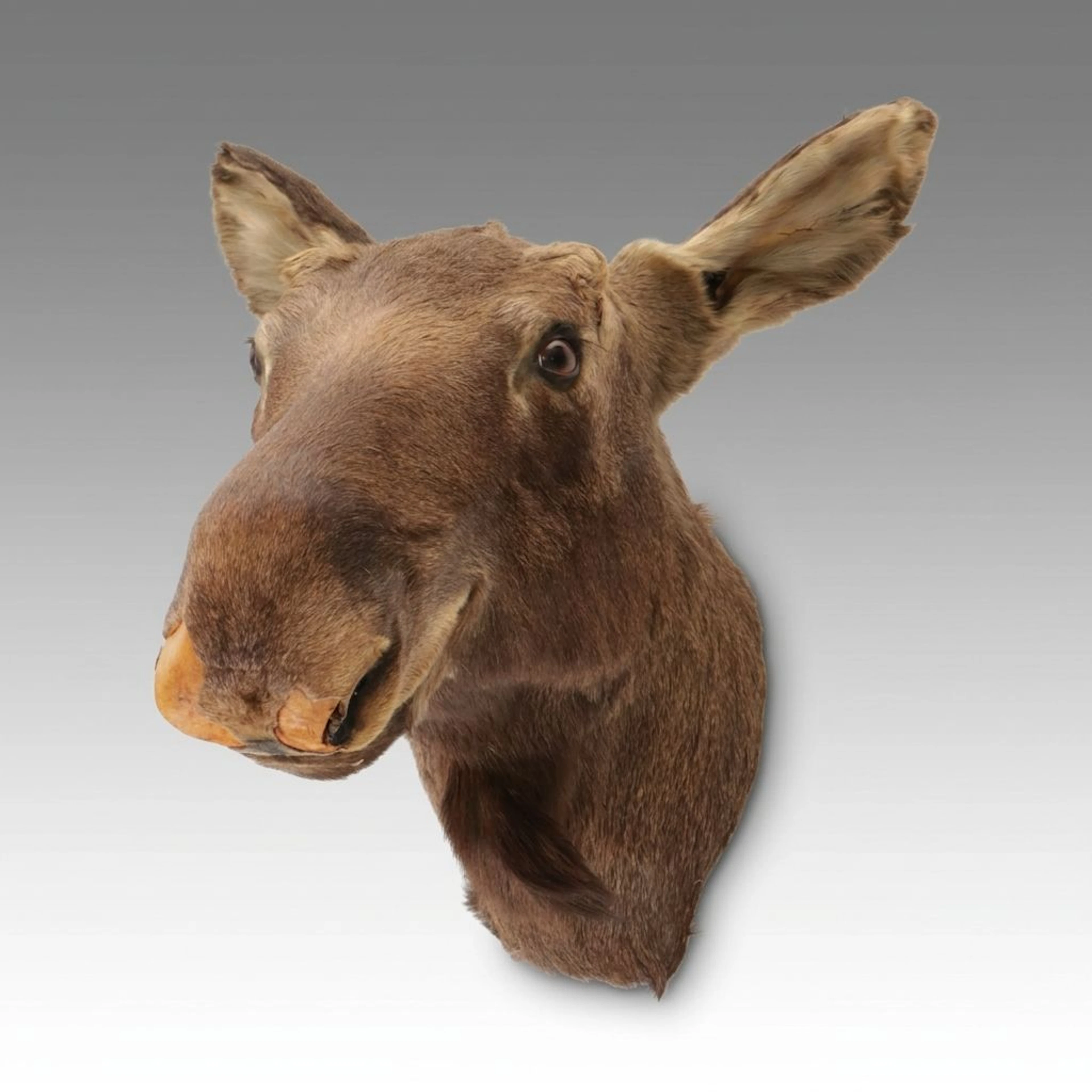 Taxidermy Shoulder Mount of a Female Moose