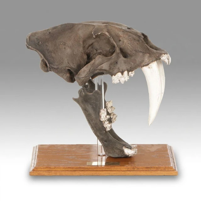 Saber Tooth Cat Replica Cast Skull with Teeth