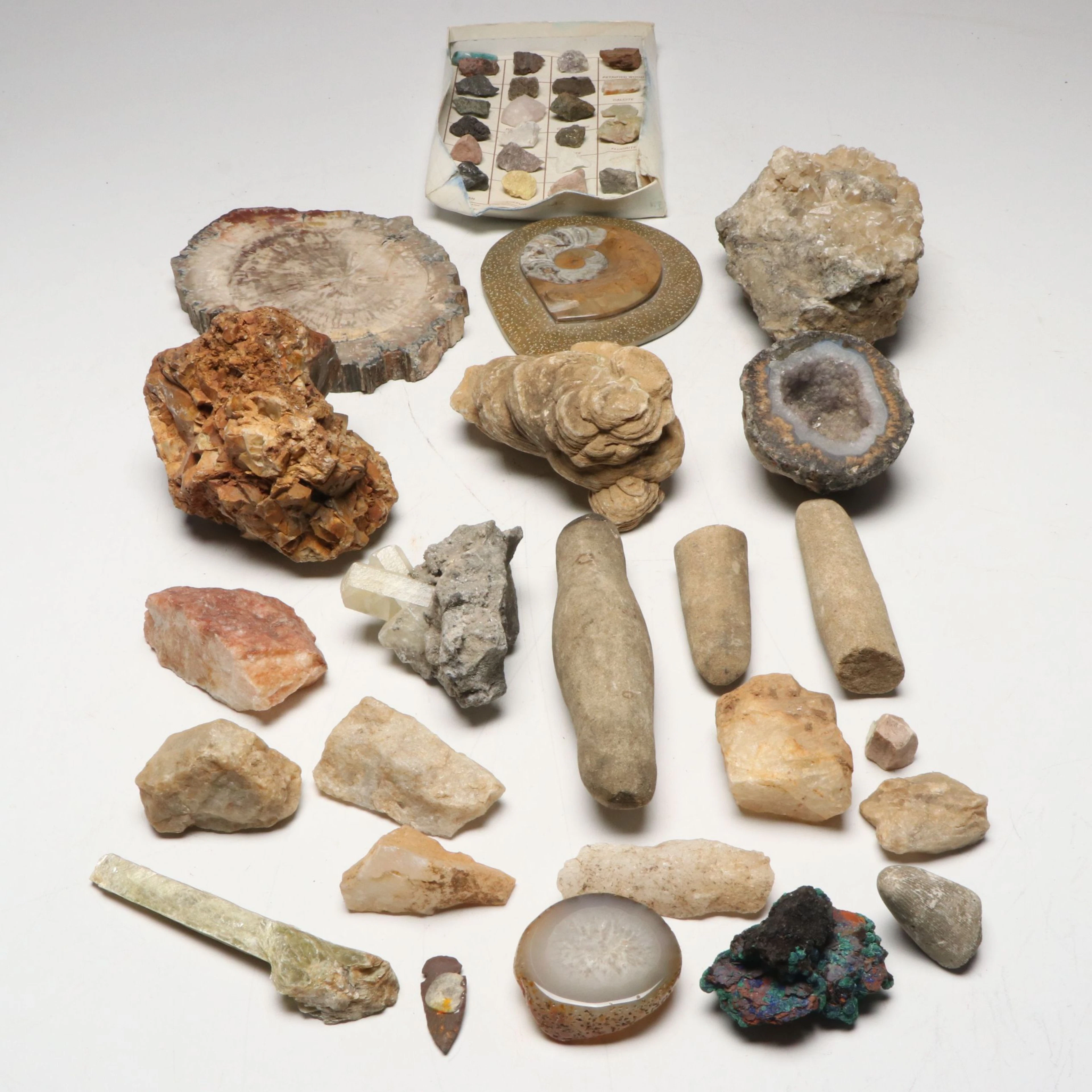 Polished Petrified Wood Slab, Geode Specimen, and More Minerals and Fossils