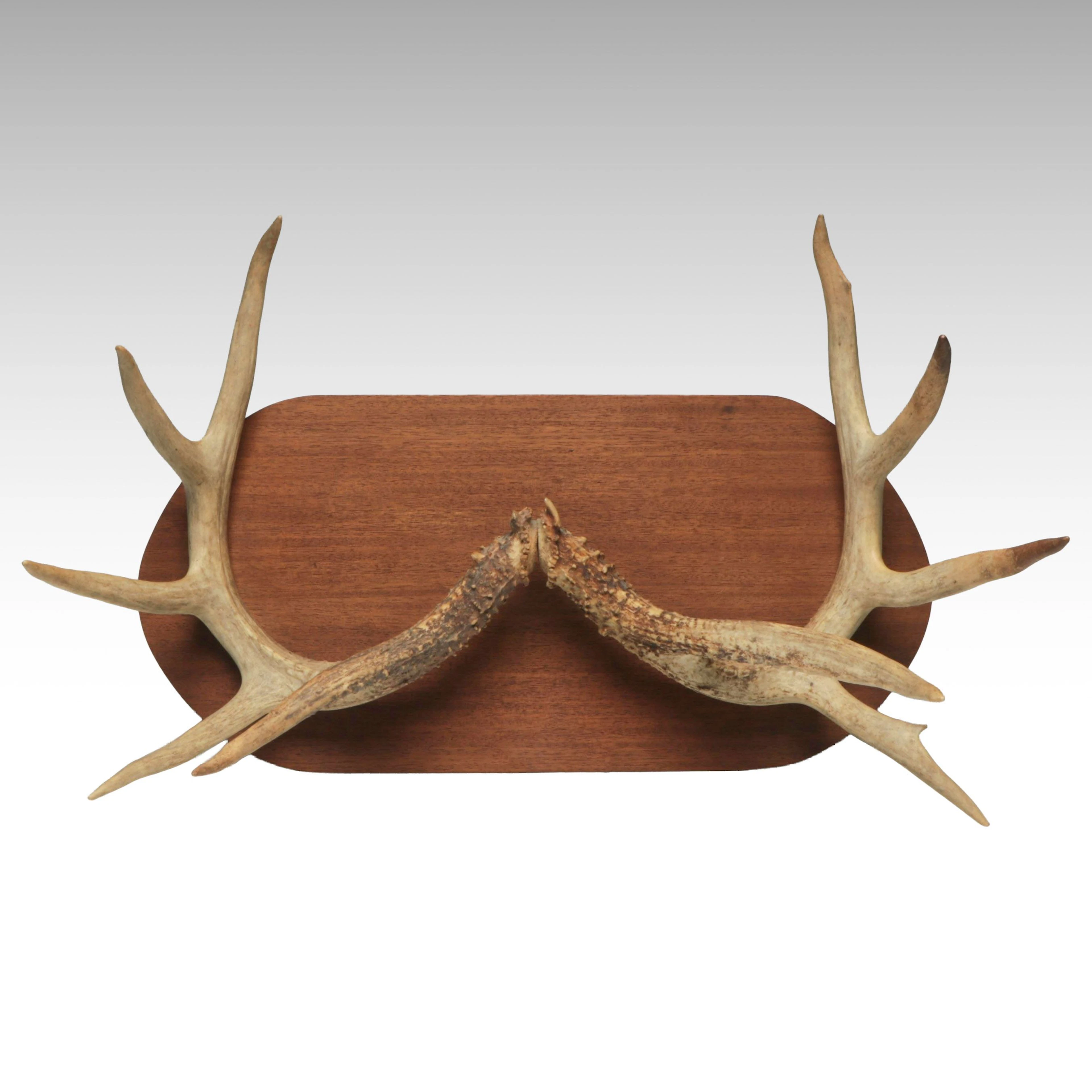 Mounted Deer Antlers on Oval Wooden Wall Plaque