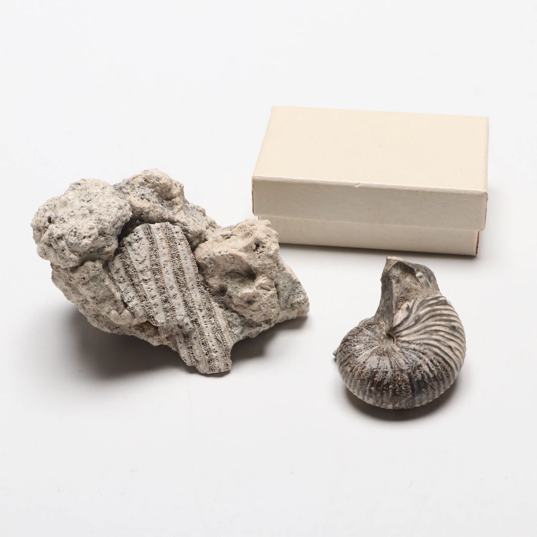 Hoploscaphites Nodosus and Coral Fossil Specimens