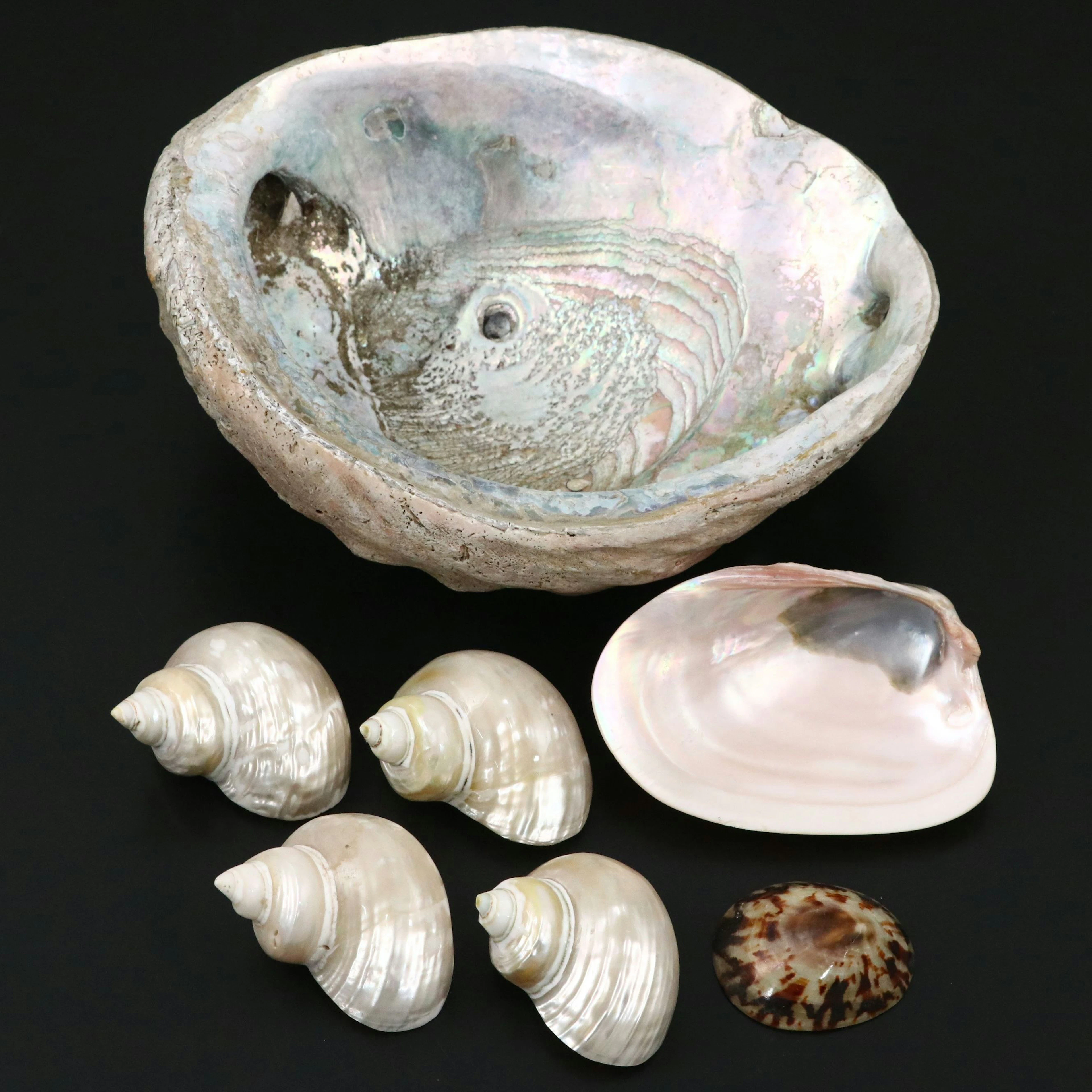 Abalone, MOP Turbo Shells, Polished MOP Clam Shell and Limpet
