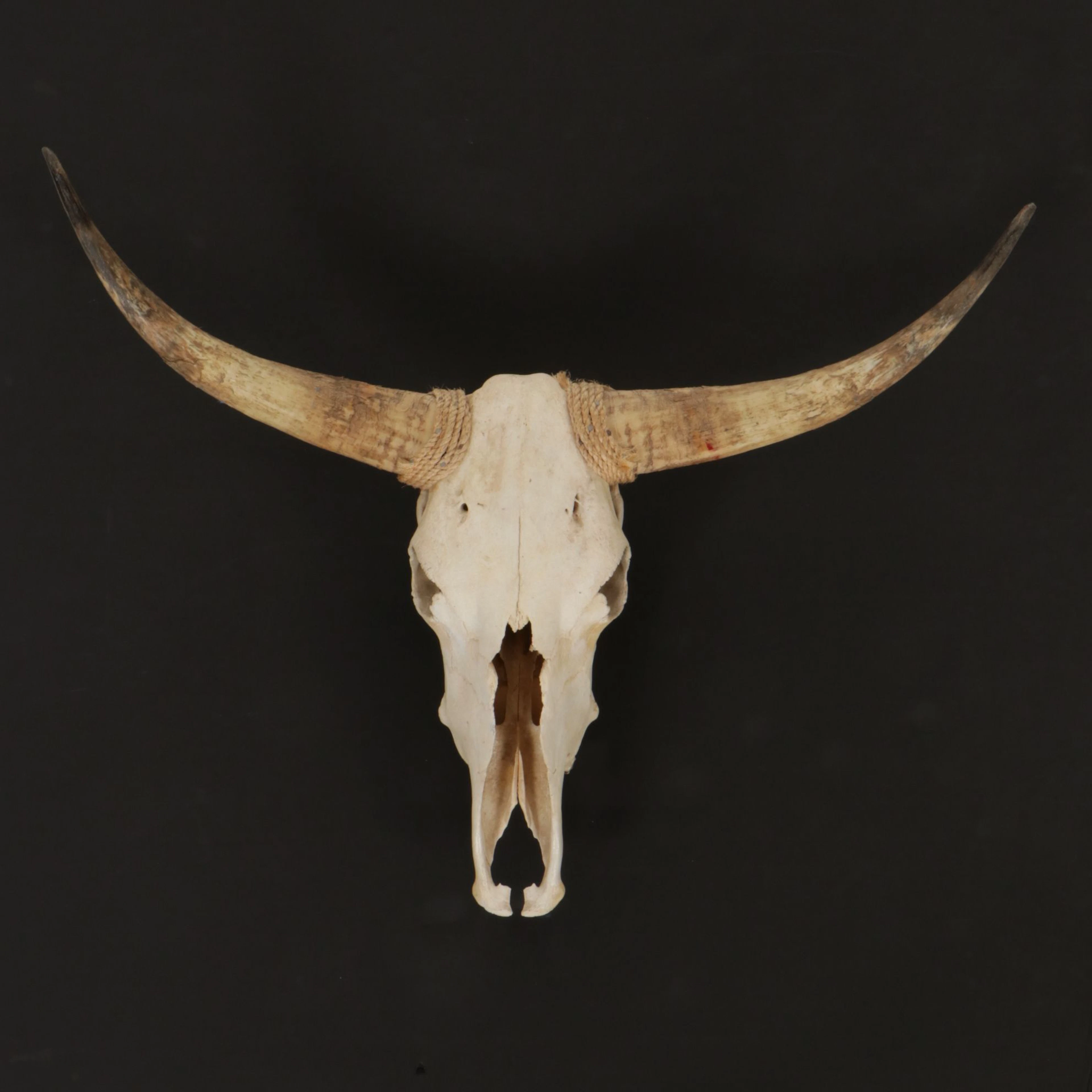 Taxidermy Longhorn Horns and Skull