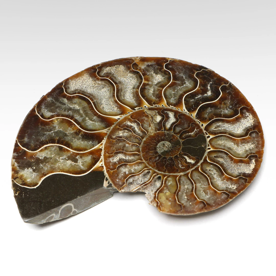 Polished Ammonite Fossil