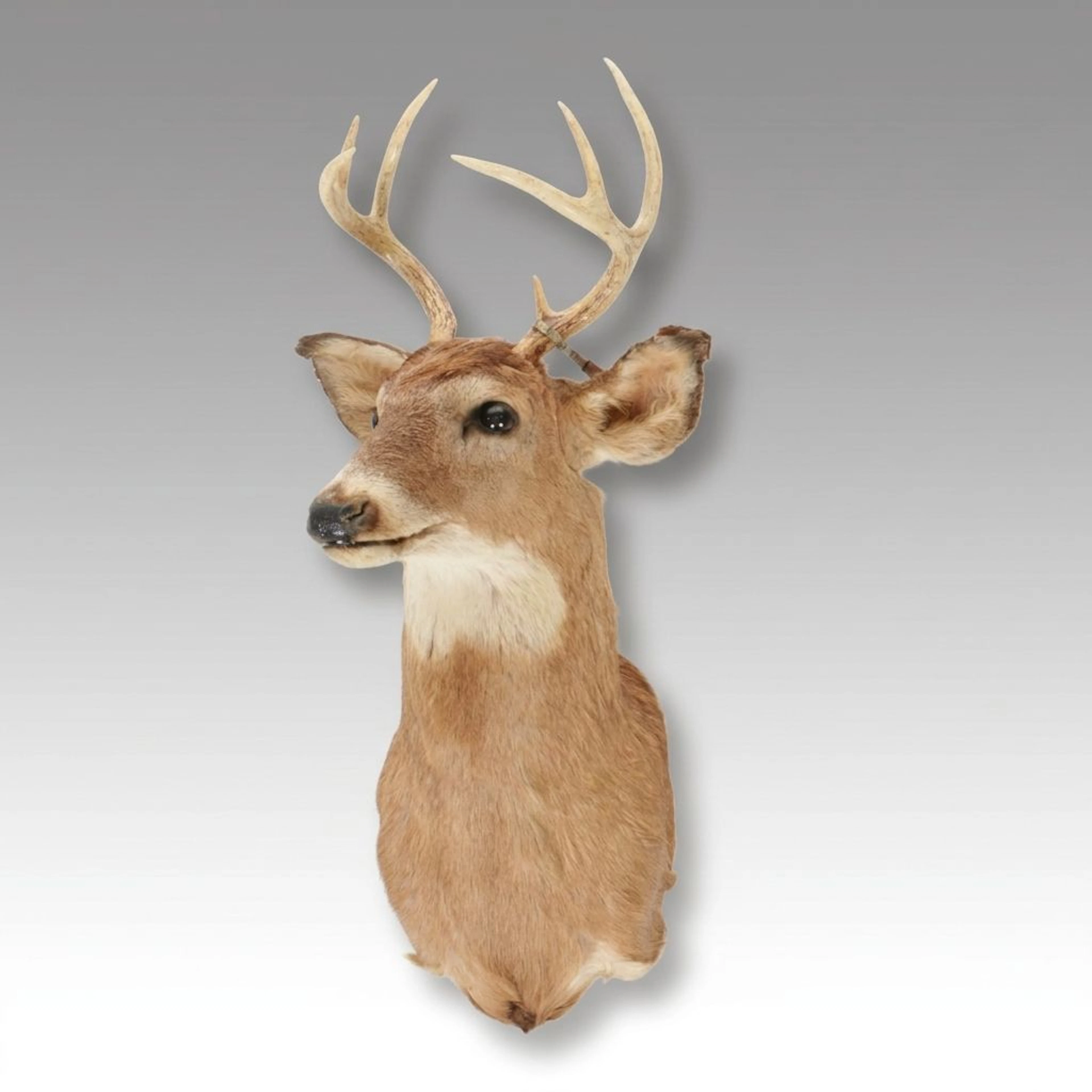 Whitetail Deer with Antlers Taxidermy Shoulder Mount