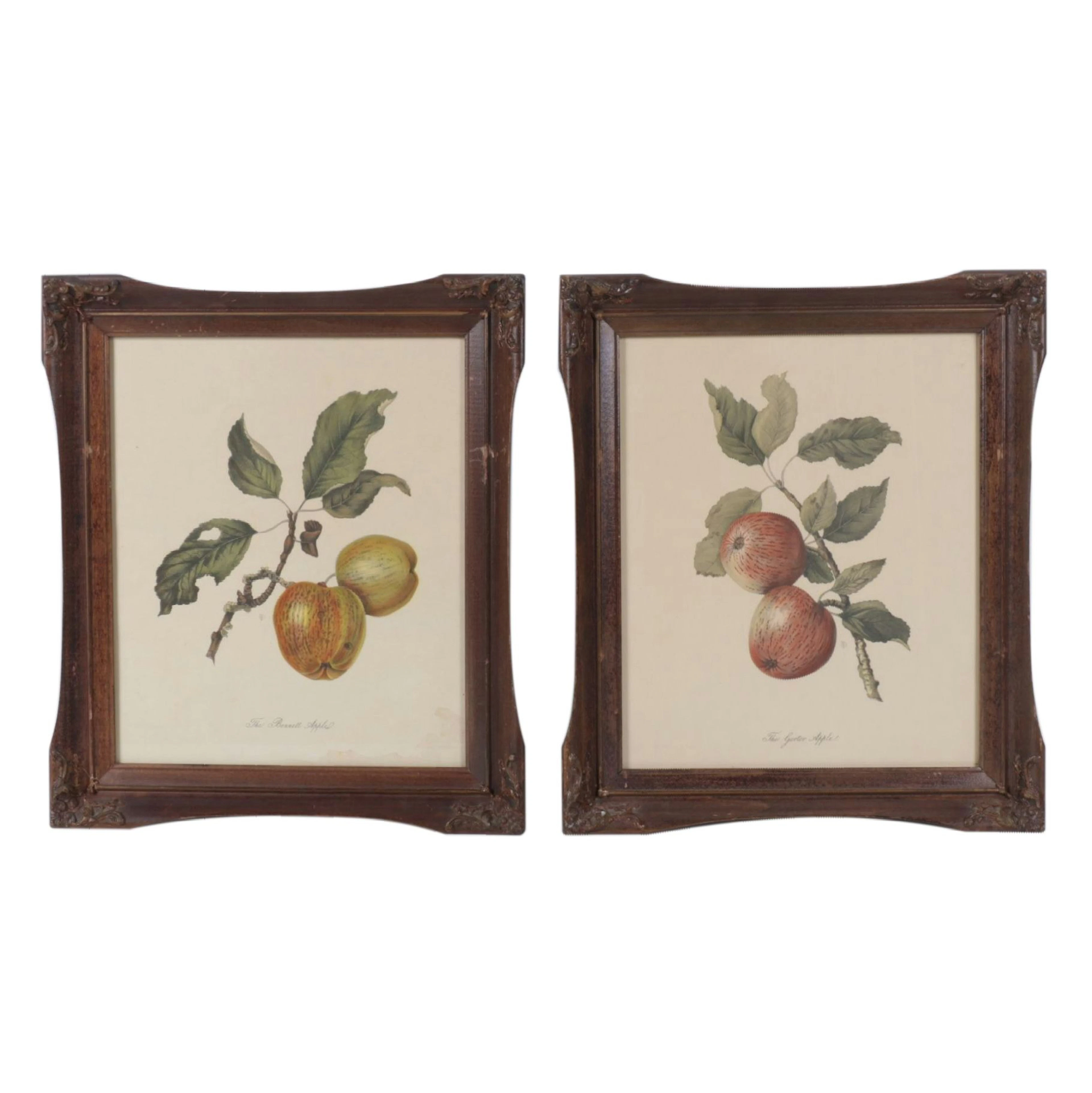I.B. Fischer & Co. Lithographs "The Bennett Apple" and "The Garter Apple"