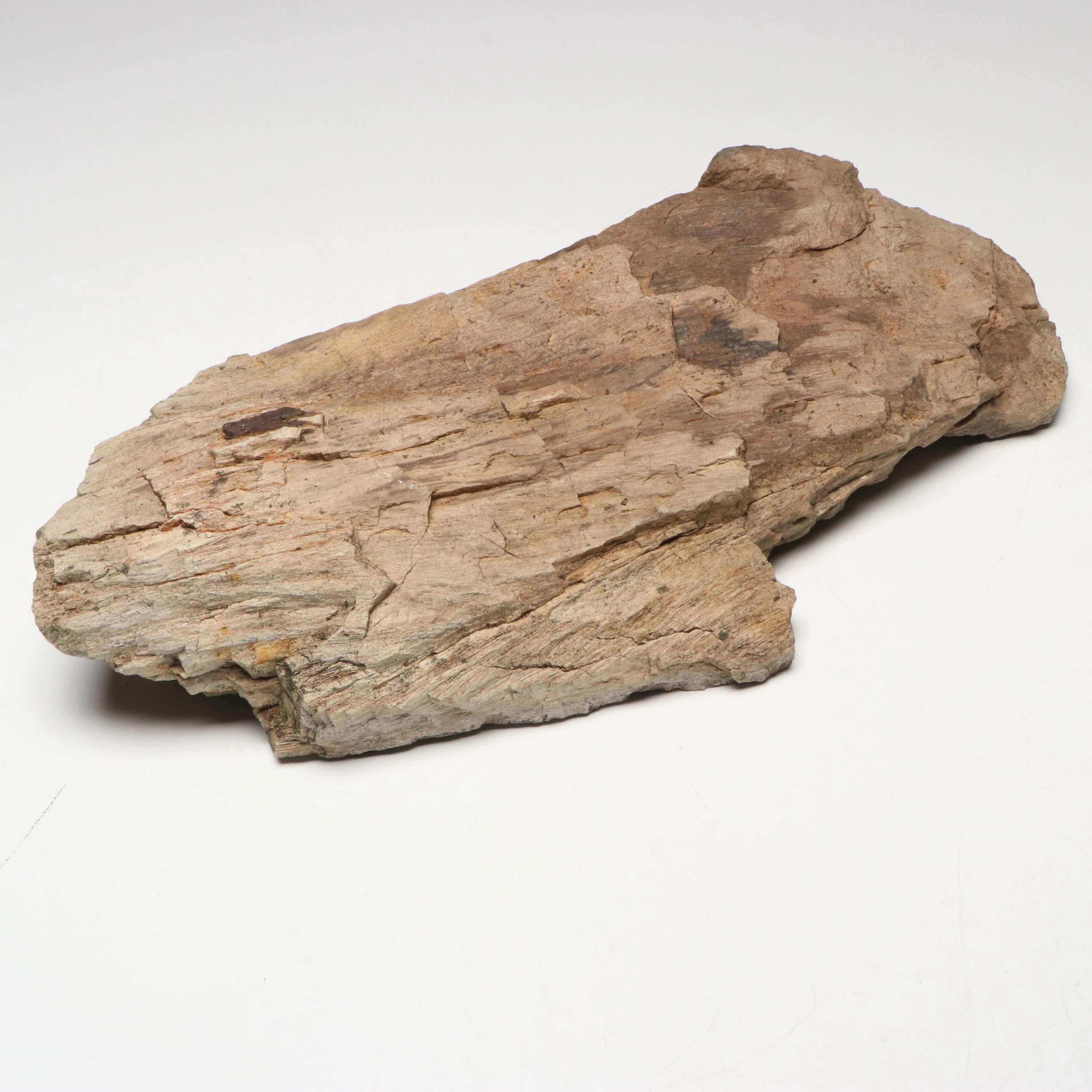 Petrified Wood Specimen
