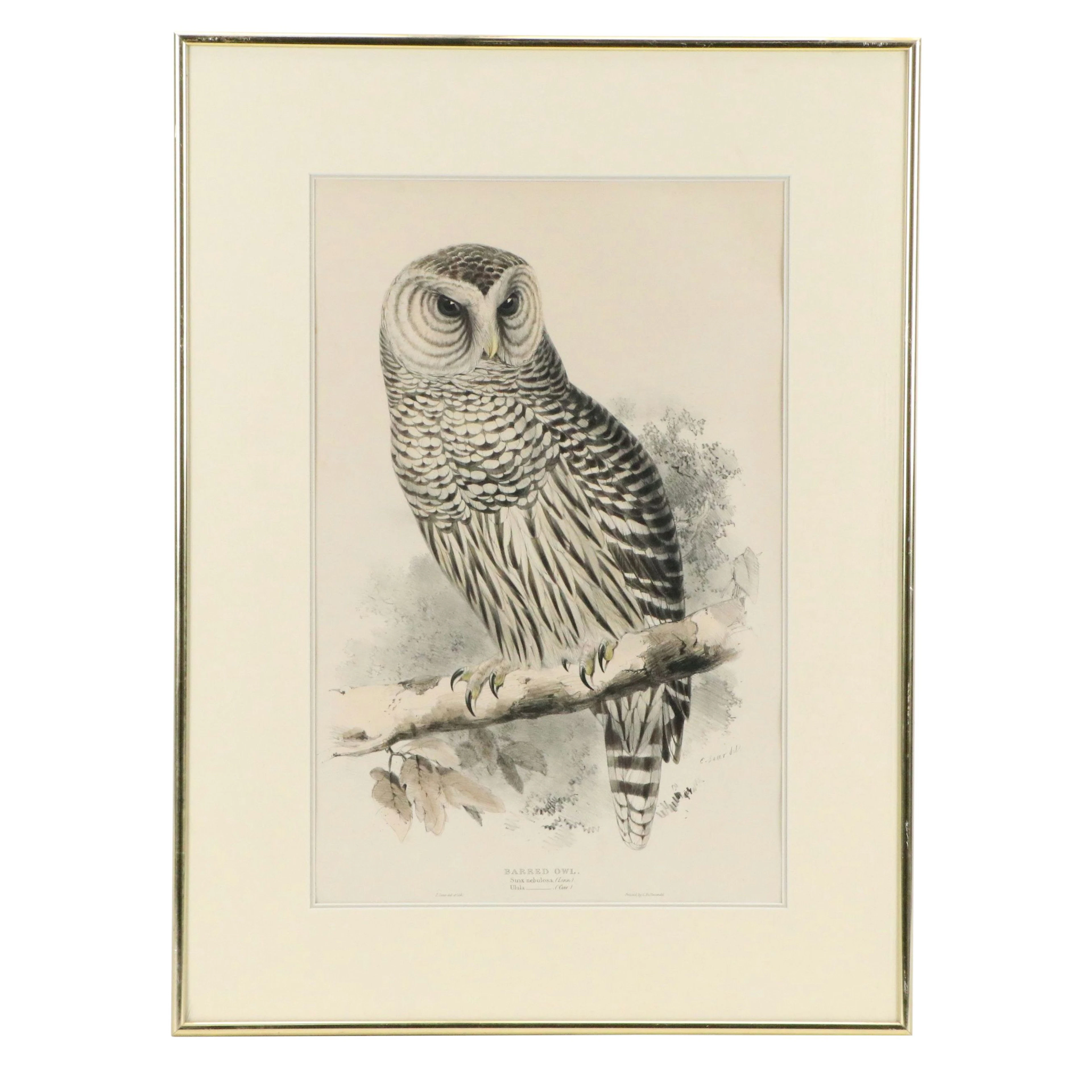 Edward Lear Hand-Colored Lithograph "Barred Owl," c. 1835