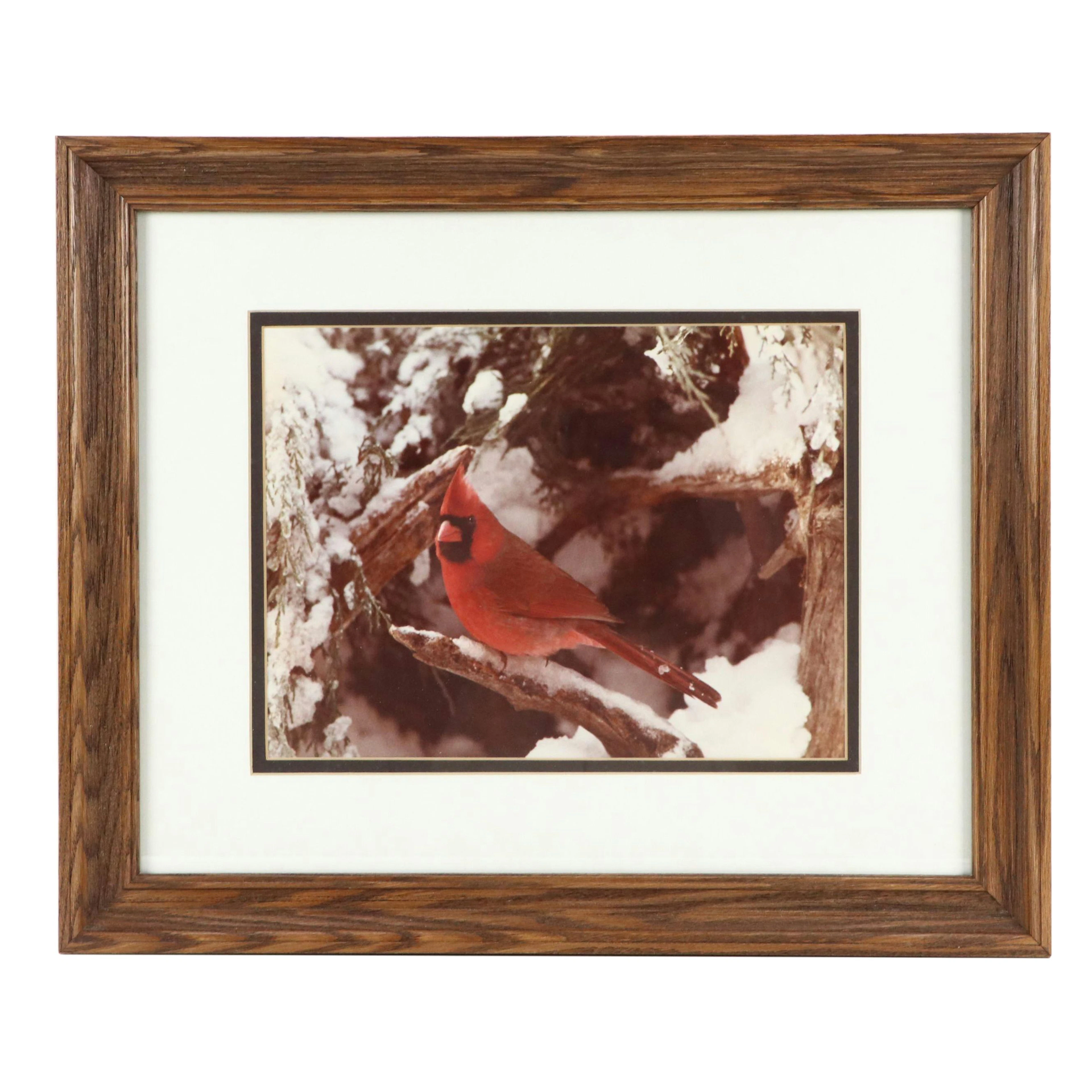 Ed Lacey Jr. Winter Photograph of Cardinal