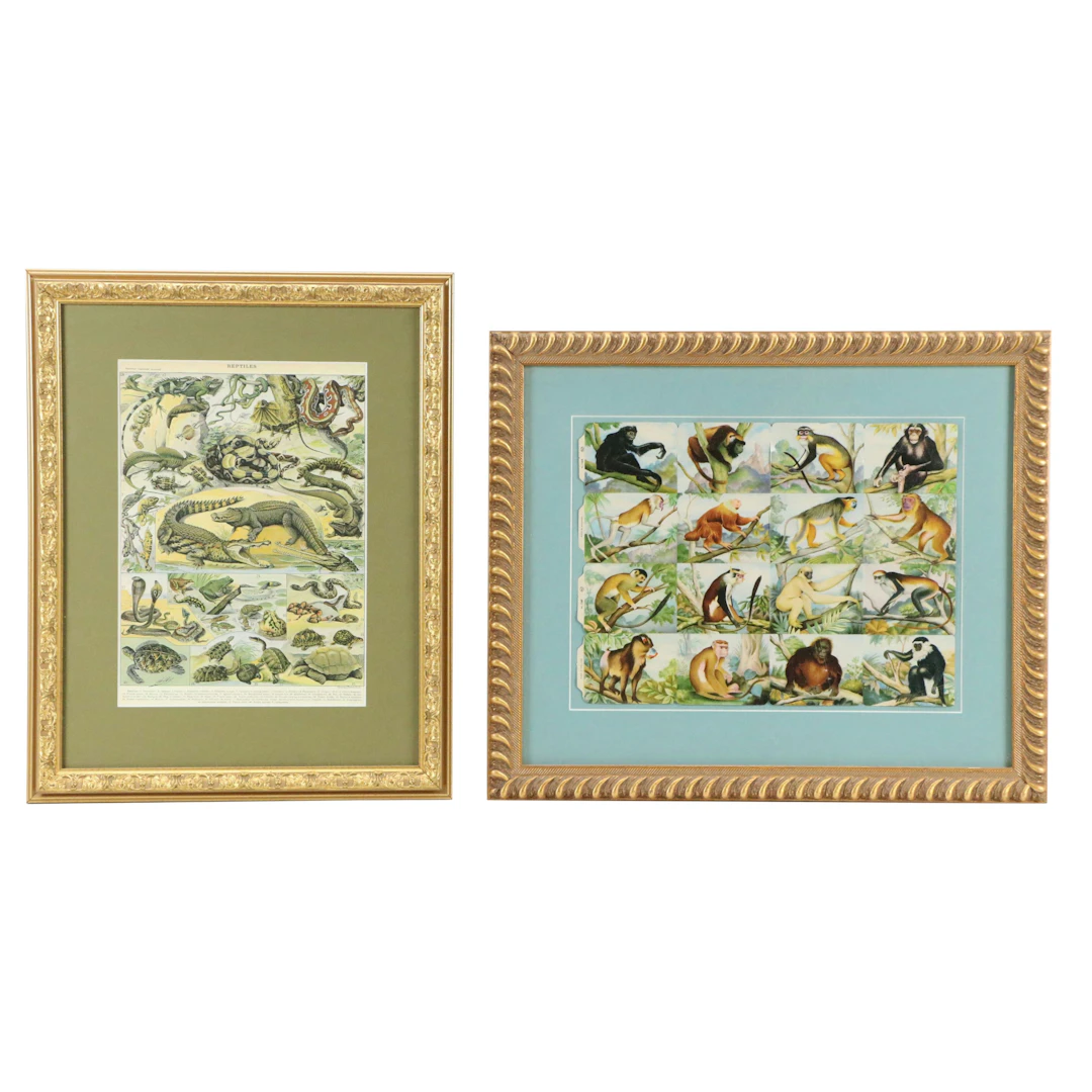 Zoological Reproduction Prints of Reptiles and Primates, 20th to 21st Century