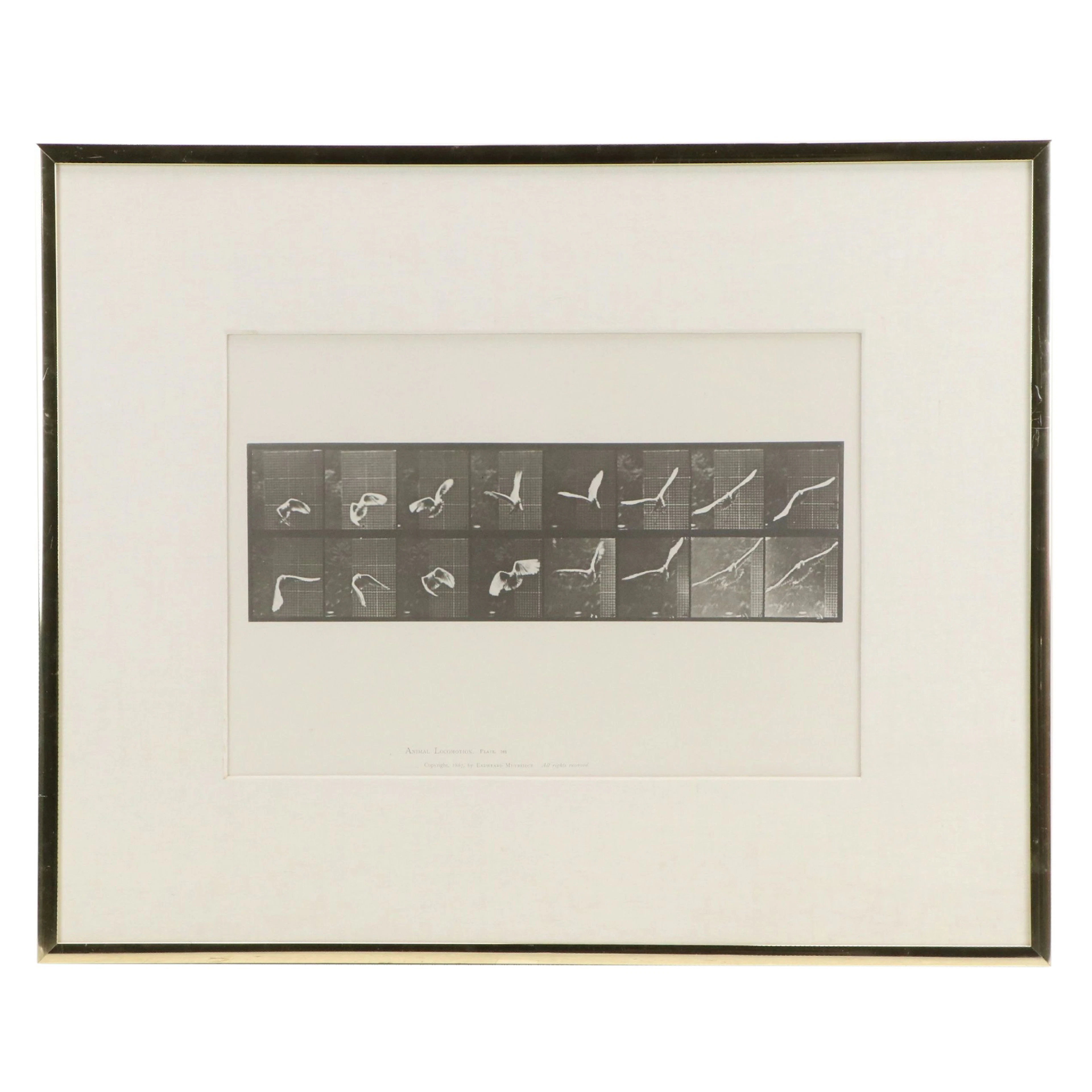 Eadweard Muybridge Collotype Plate 761 from "Animal Locomotion"