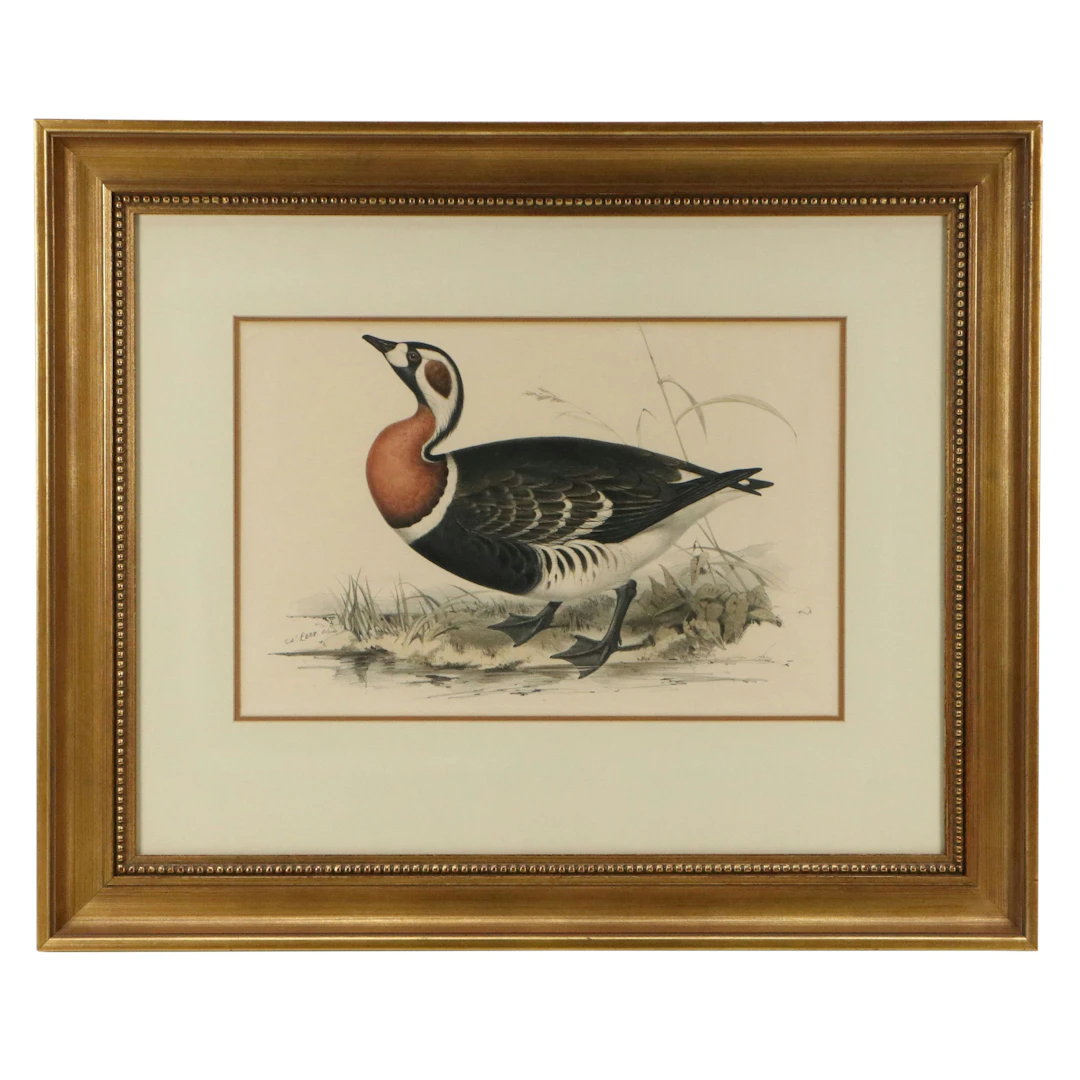 Edward Lear for John Gould Hand-Colored Lithograph "Red-breasted Goose"