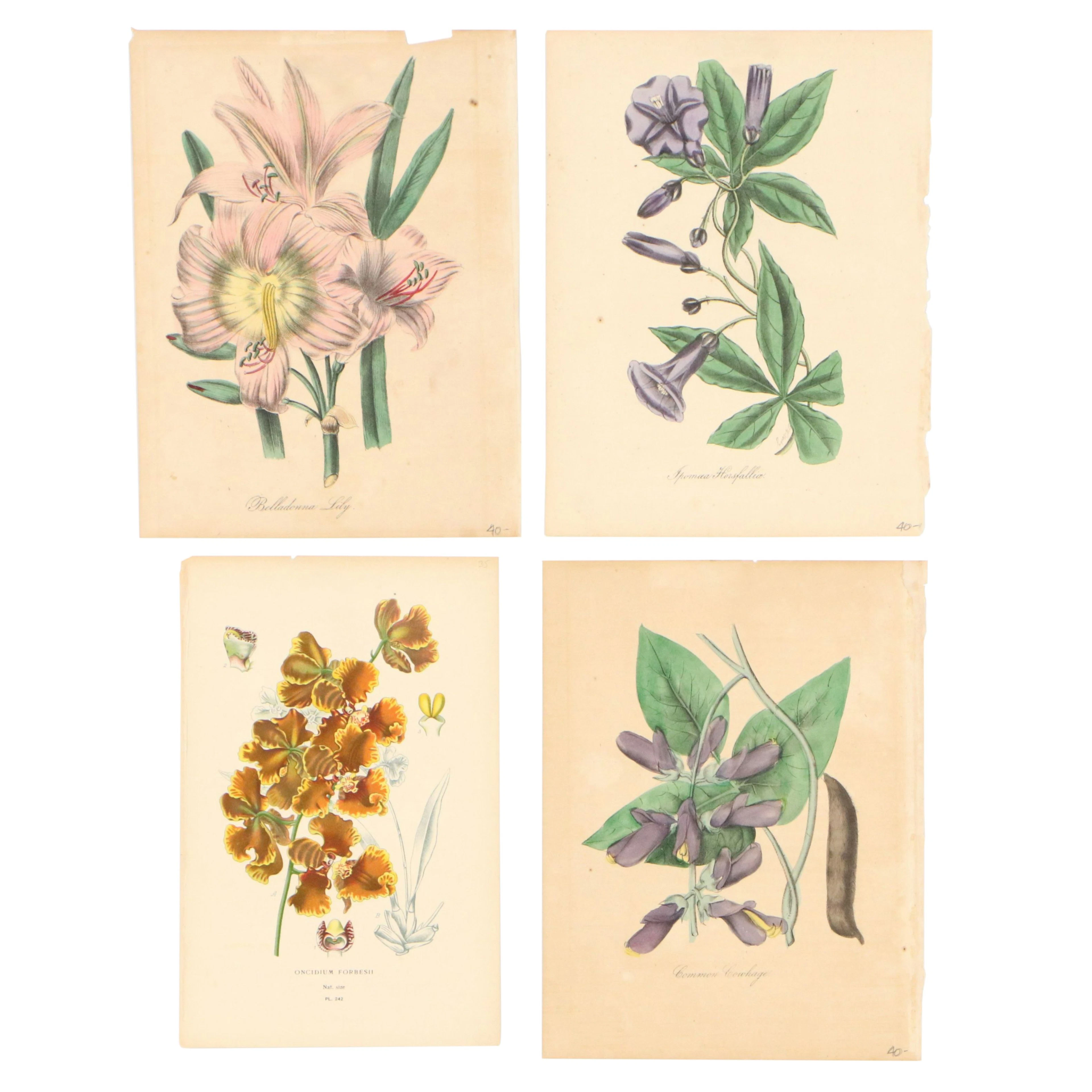 Four Botanical Lithographic Prints of Flowers, 19th Century