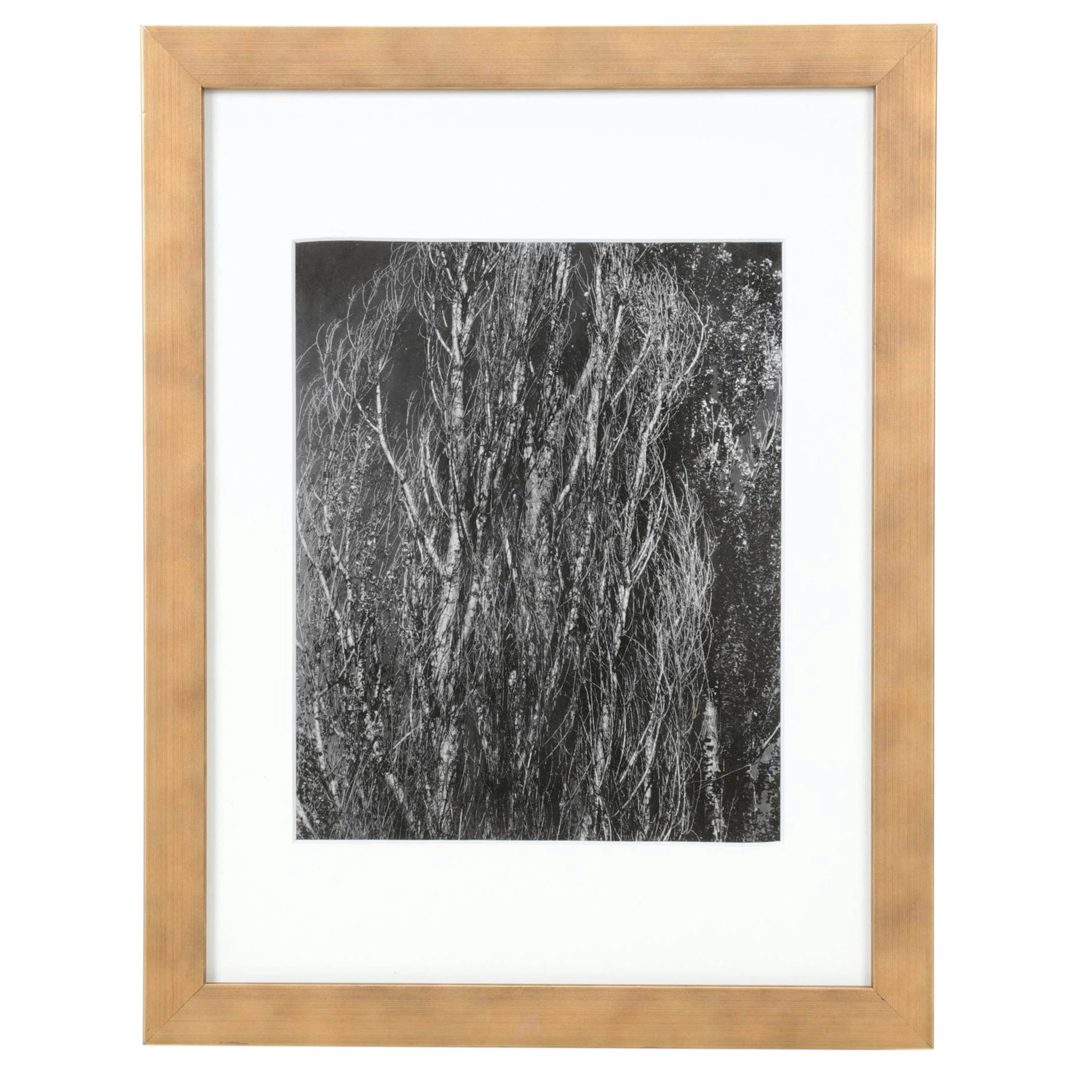 Halftone After Alfred Stieglitz "Poplars—Lake George," 1932