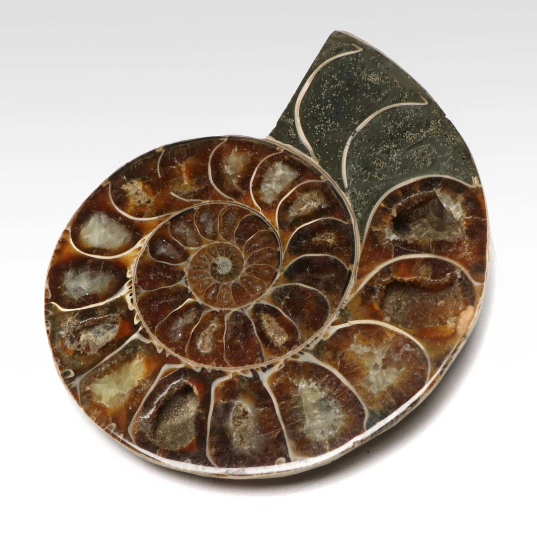 Polished Ammonite Fossil